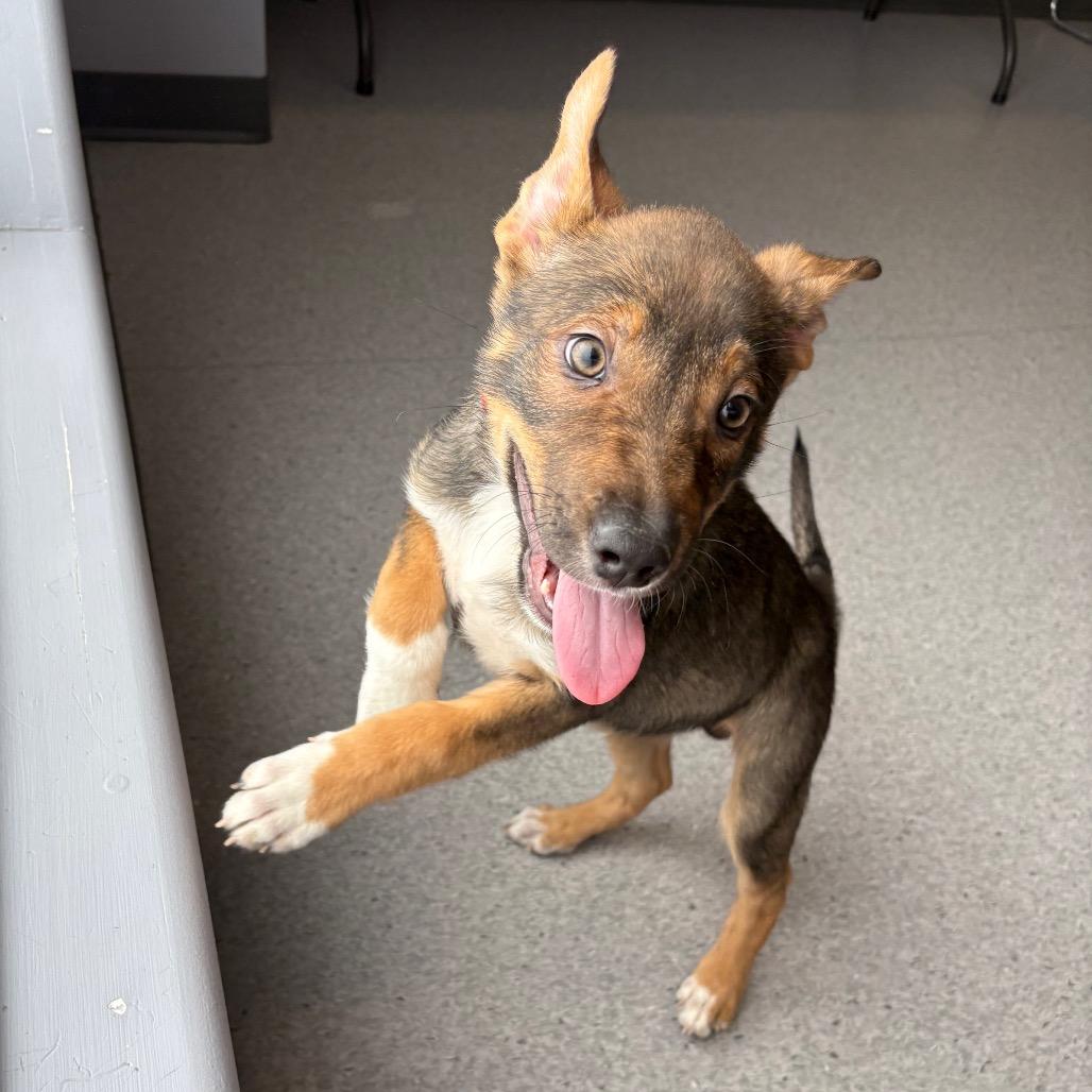 Enlarge Shamrock, a Adoptable Mixed Breed in Saskatoon, SK image 2/3