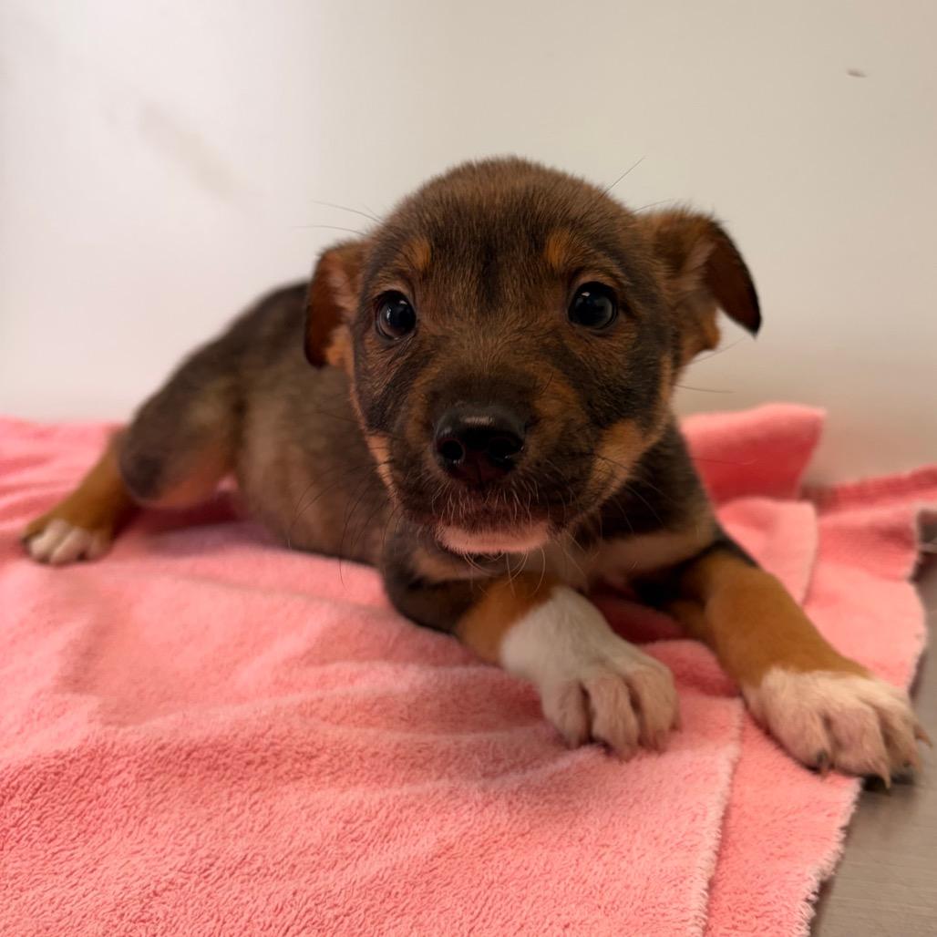 Enlarge Shamrock, a Adoptable Mixed Breed in Saskatoon, SK image 3/3