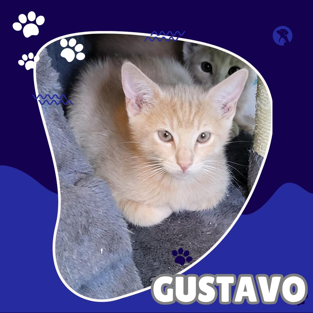 Gustavo, Adoptable, Kitten Male Domestic Short Hair.