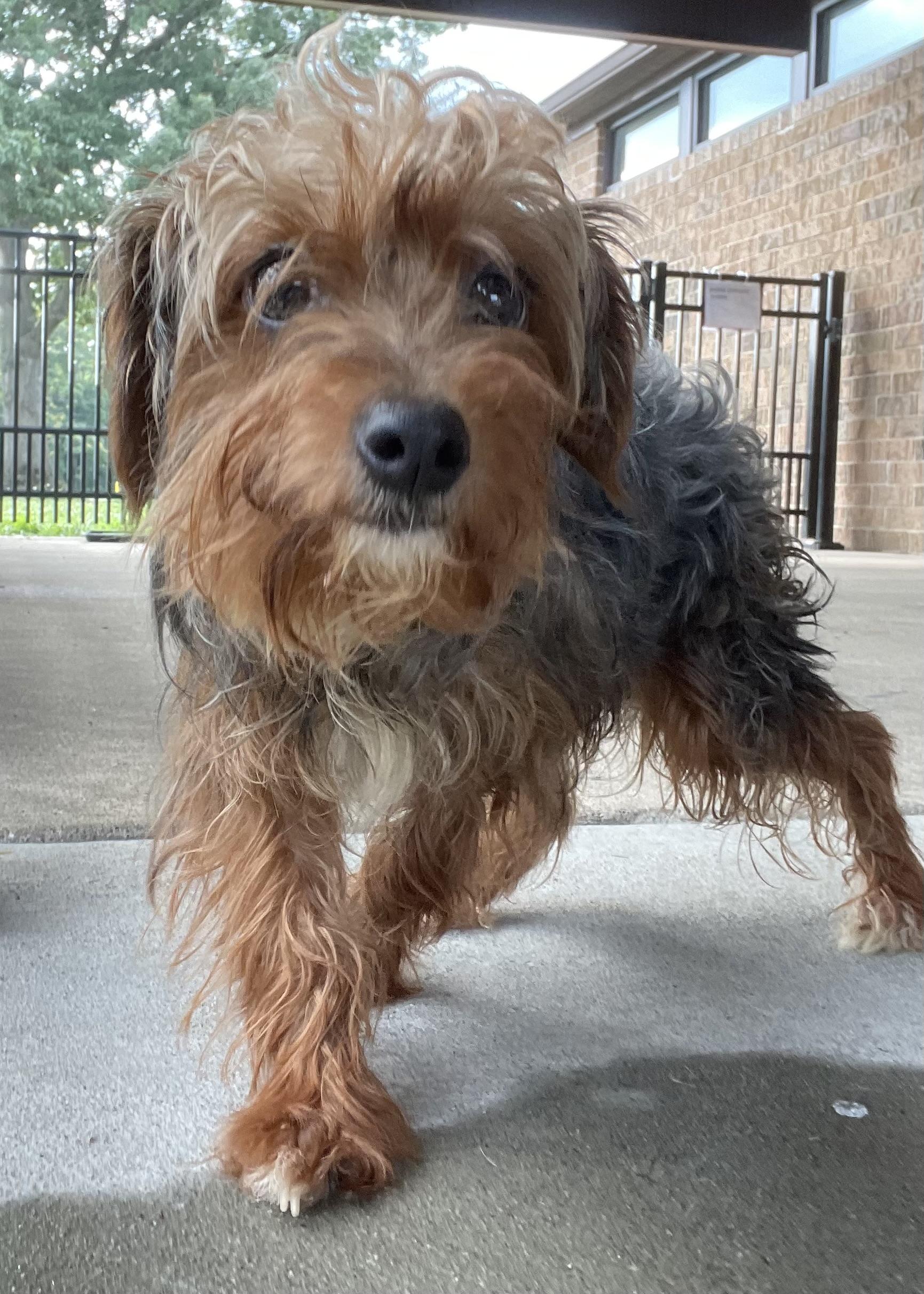 Marley ADOPTED