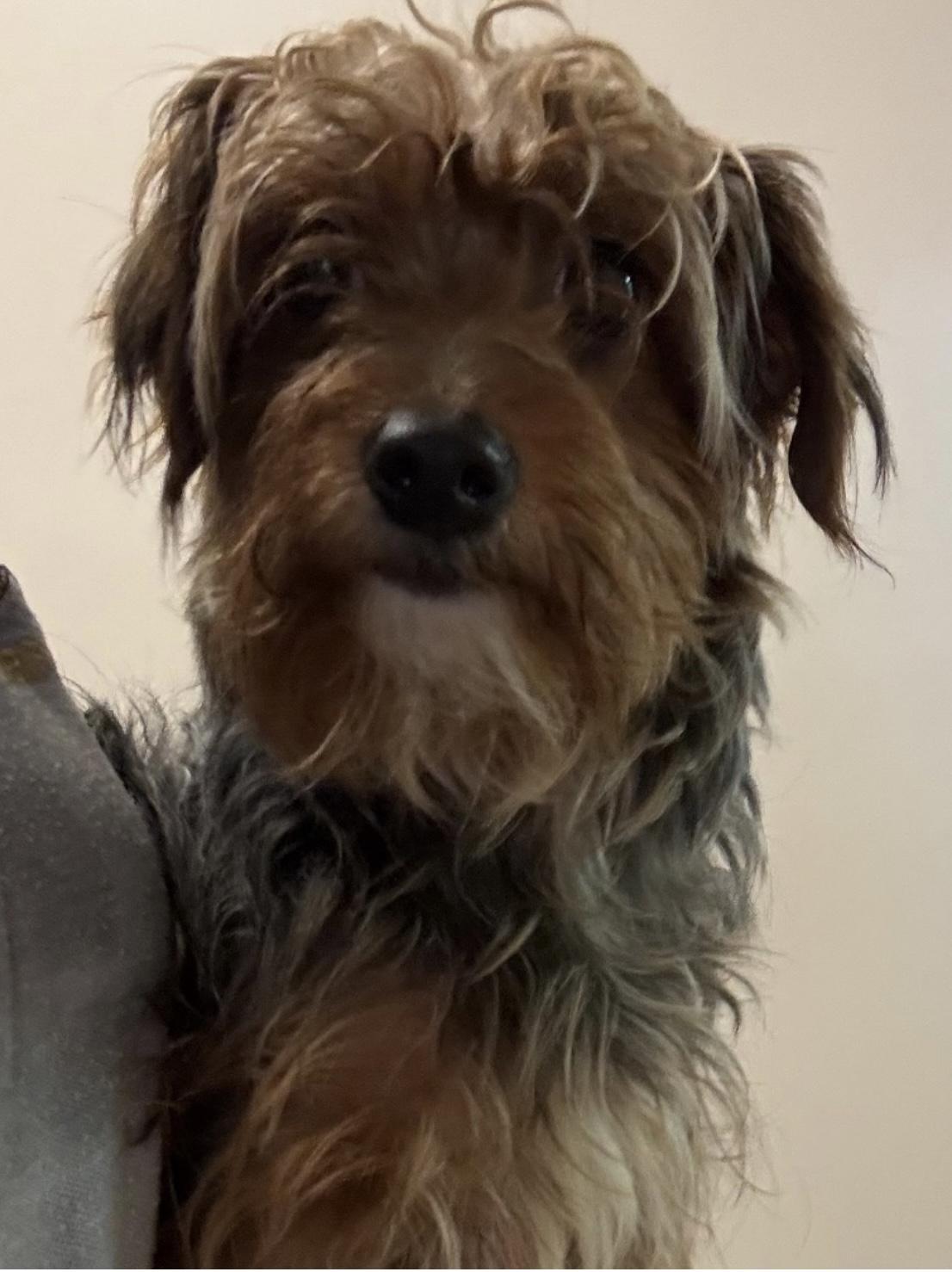 Marley ADOPTED 3