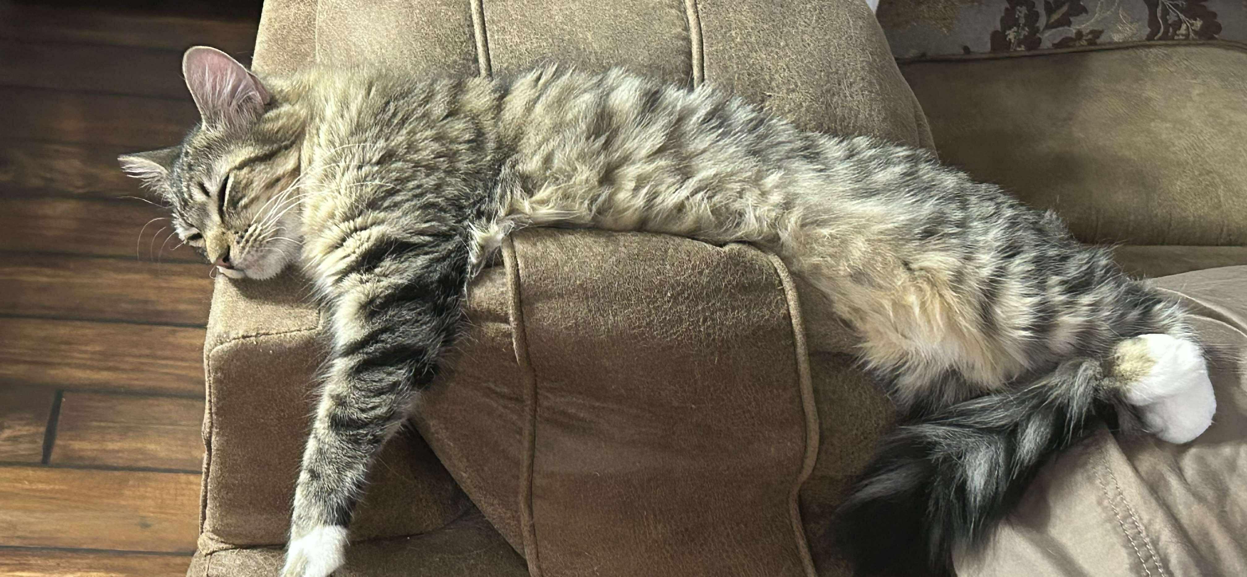 Enlarge Diddley, a Adoptable Domestic Medium Hair in Longview, TX image 2/6