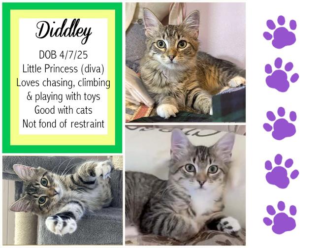 Diddley