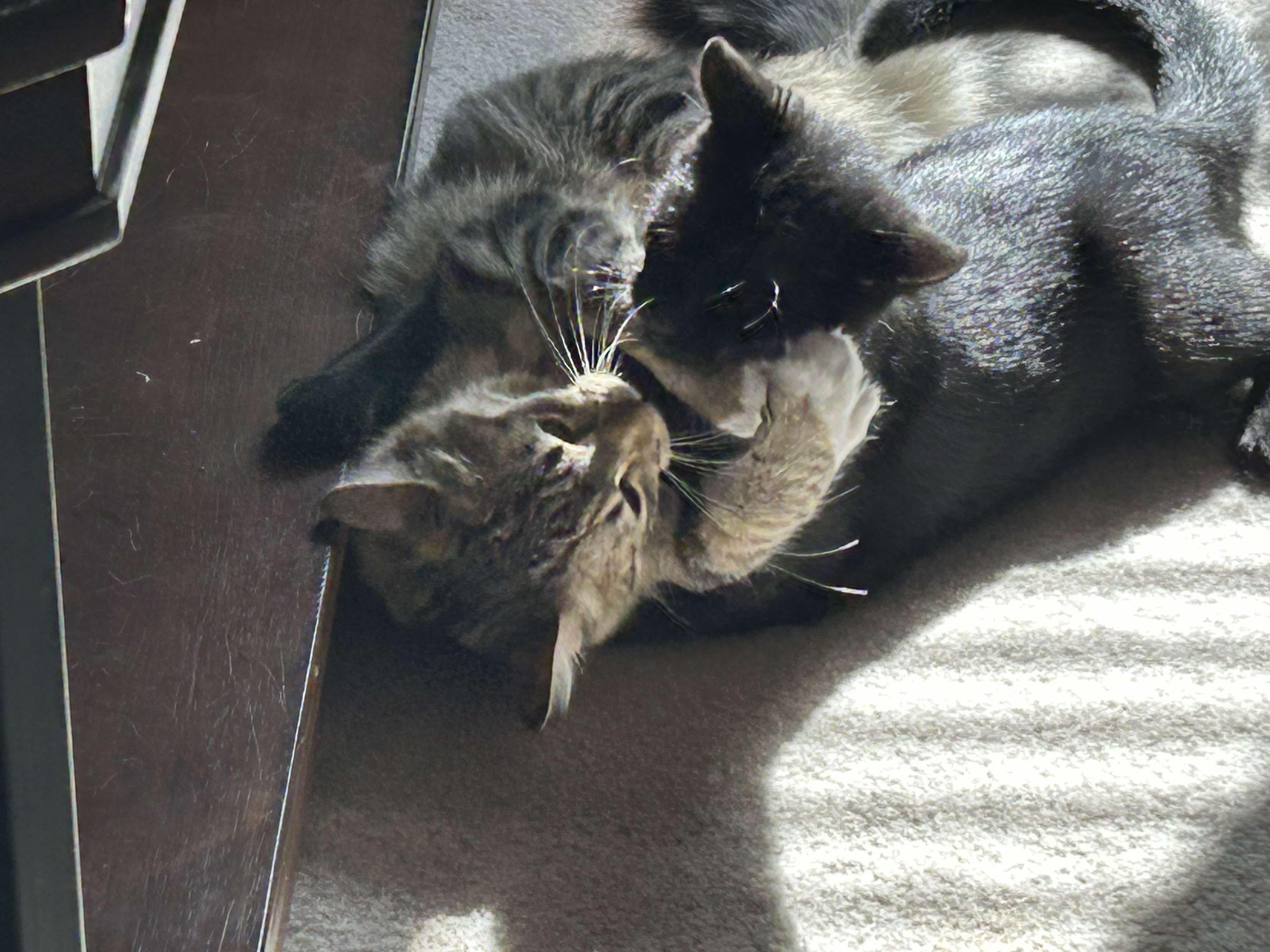 Enlarge Diddley, a Adoptable Domestic Medium Hair in Longview, TX image 3/6