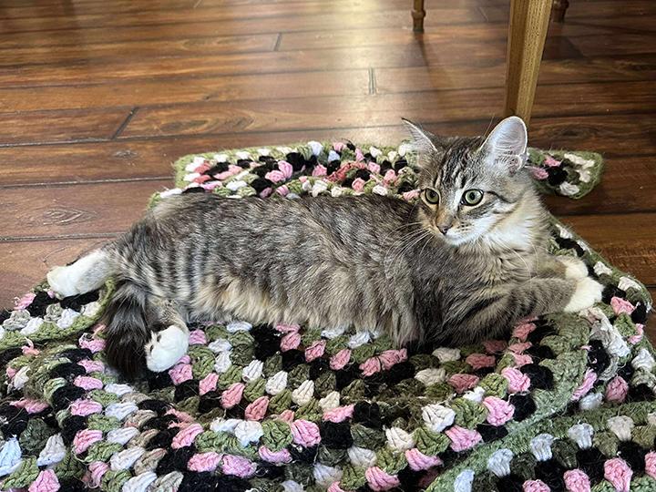 Enlarge Diddley, a Adoptable Domestic Medium Hair in Longview, TX image 4/6