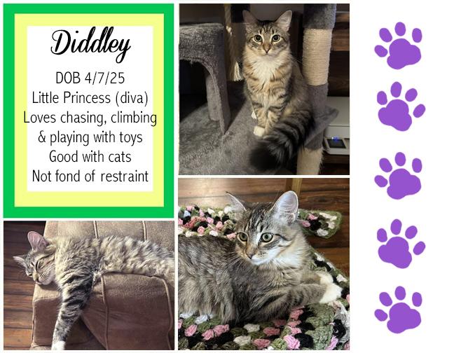Enlarge Diddley, a Adoptable Domestic Medium Hair in Longview, TX image 1/6