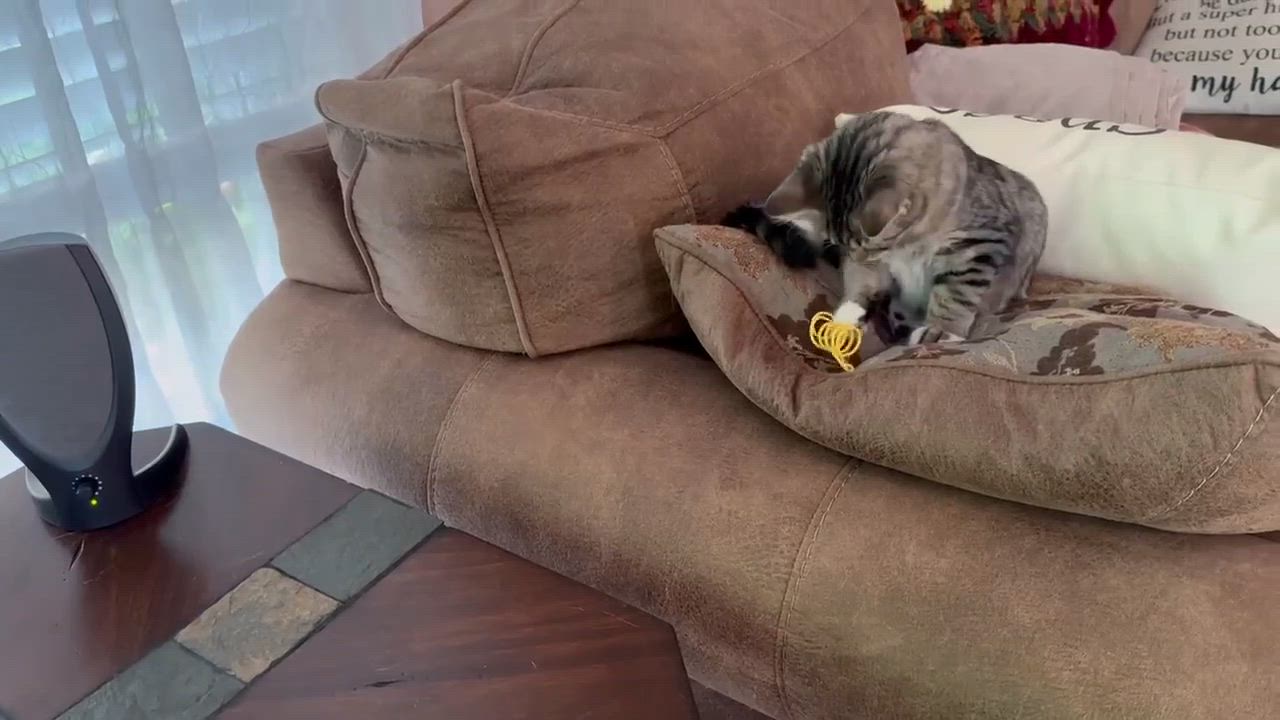 Enlarge Diddley, a Adoptable Domestic Medium Hair in Longview, TX video 6/6