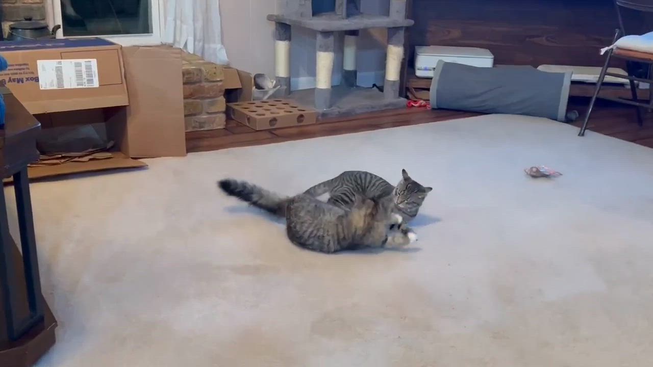 Enlarge Diddley, a Adoptable Domestic Medium Hair in Longview, TX video 5/6