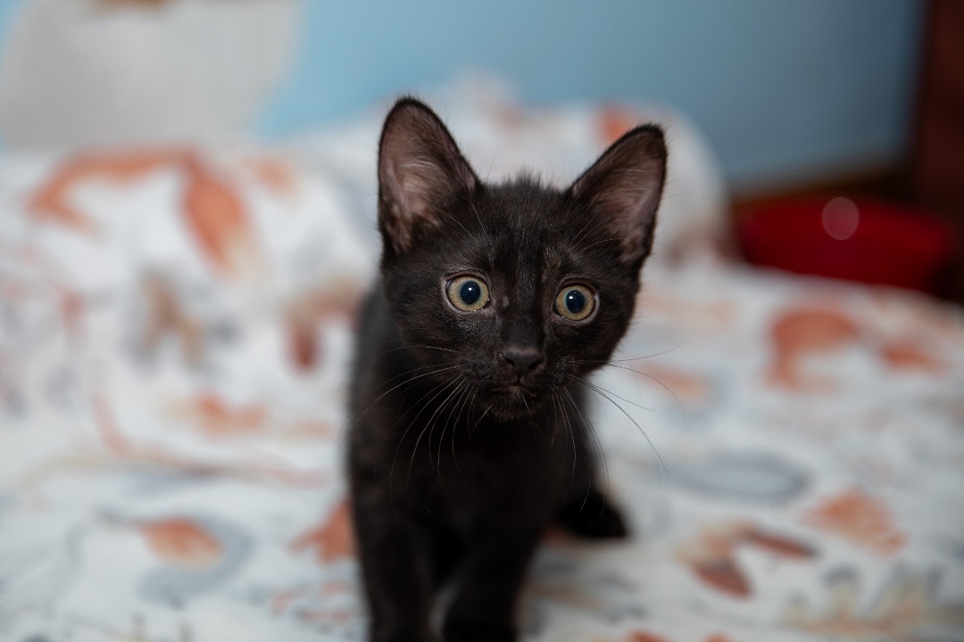 Tuna
