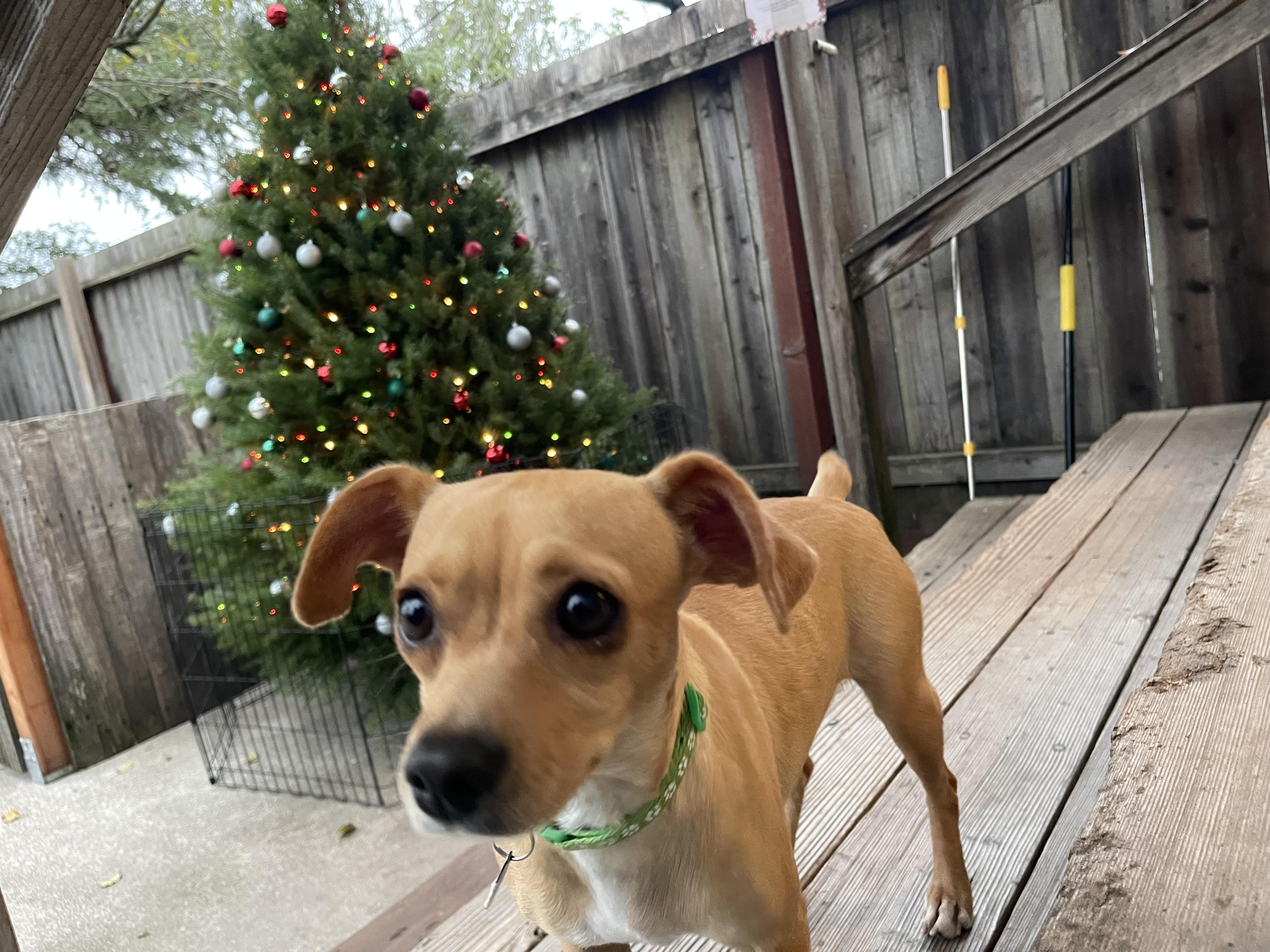 Enlarge Tamara, an adopted mixed breed in Santa Rosa, CA image 3/6