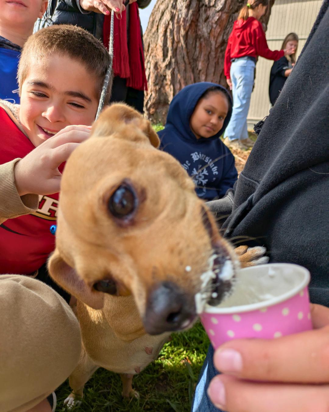 Enlarge Tamara, an adopted mixed breed in Santa Rosa, CA image 2/6
