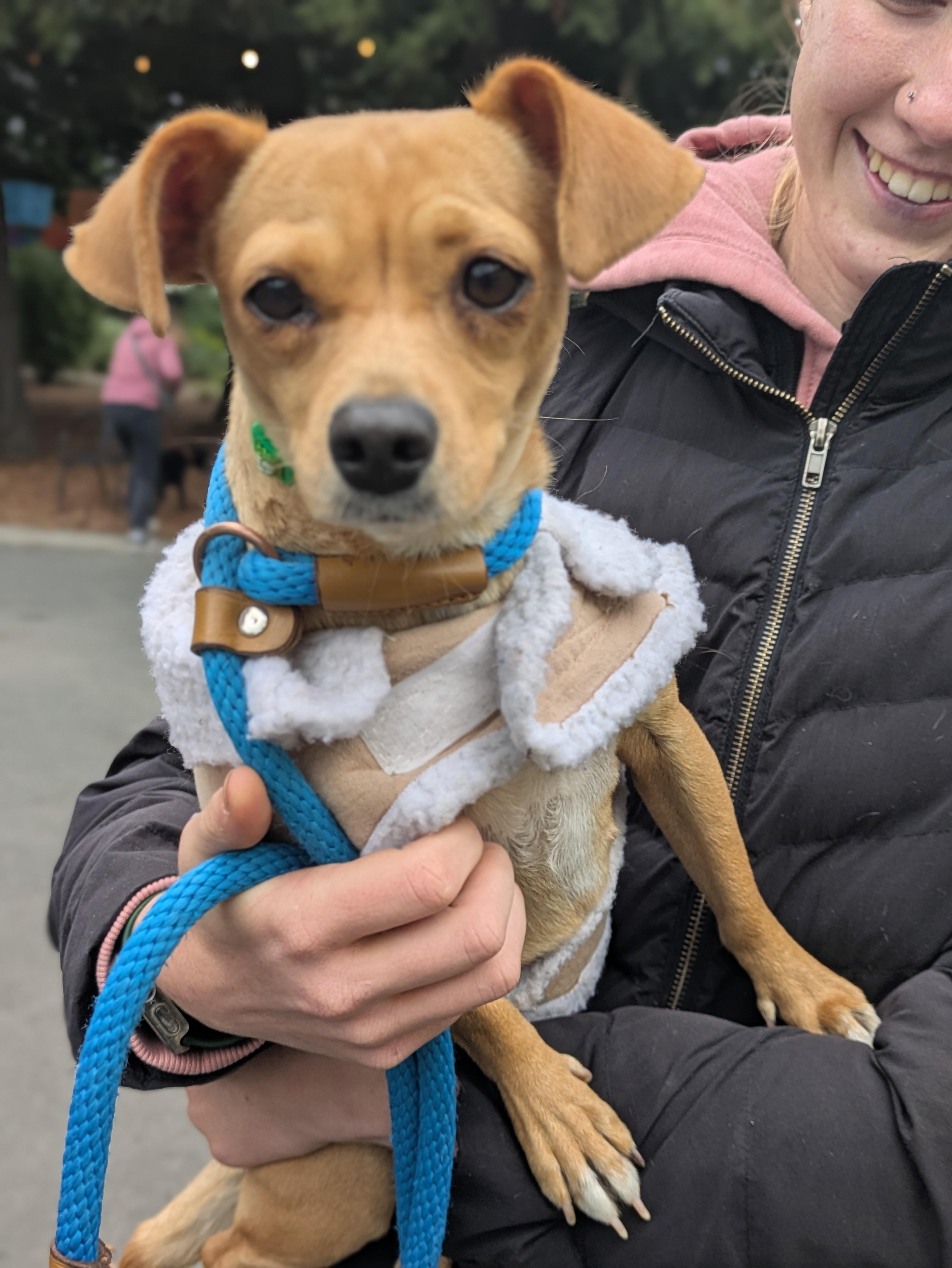 Tamara, ADOPTABLE, Young Female Chihuahua.