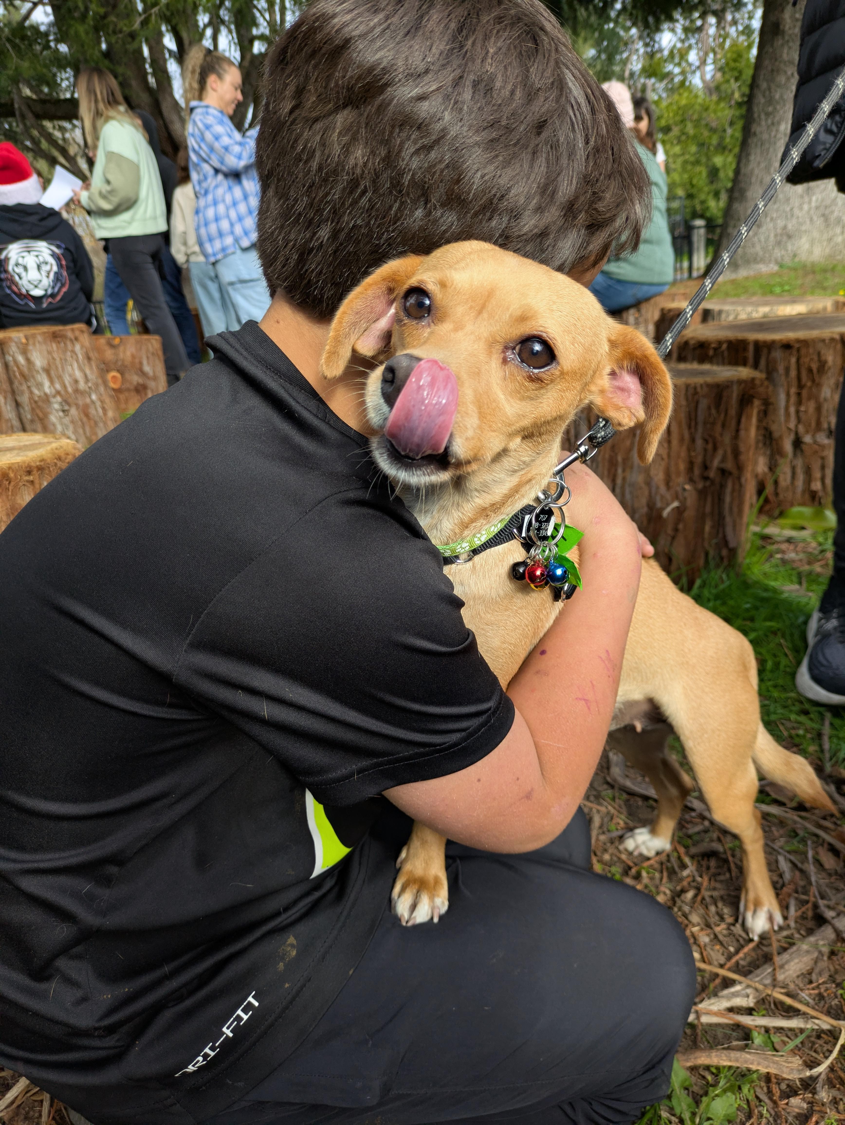 Enlarge Tamara, an adopted mixed breed in Santa Rosa, CA image 6/6