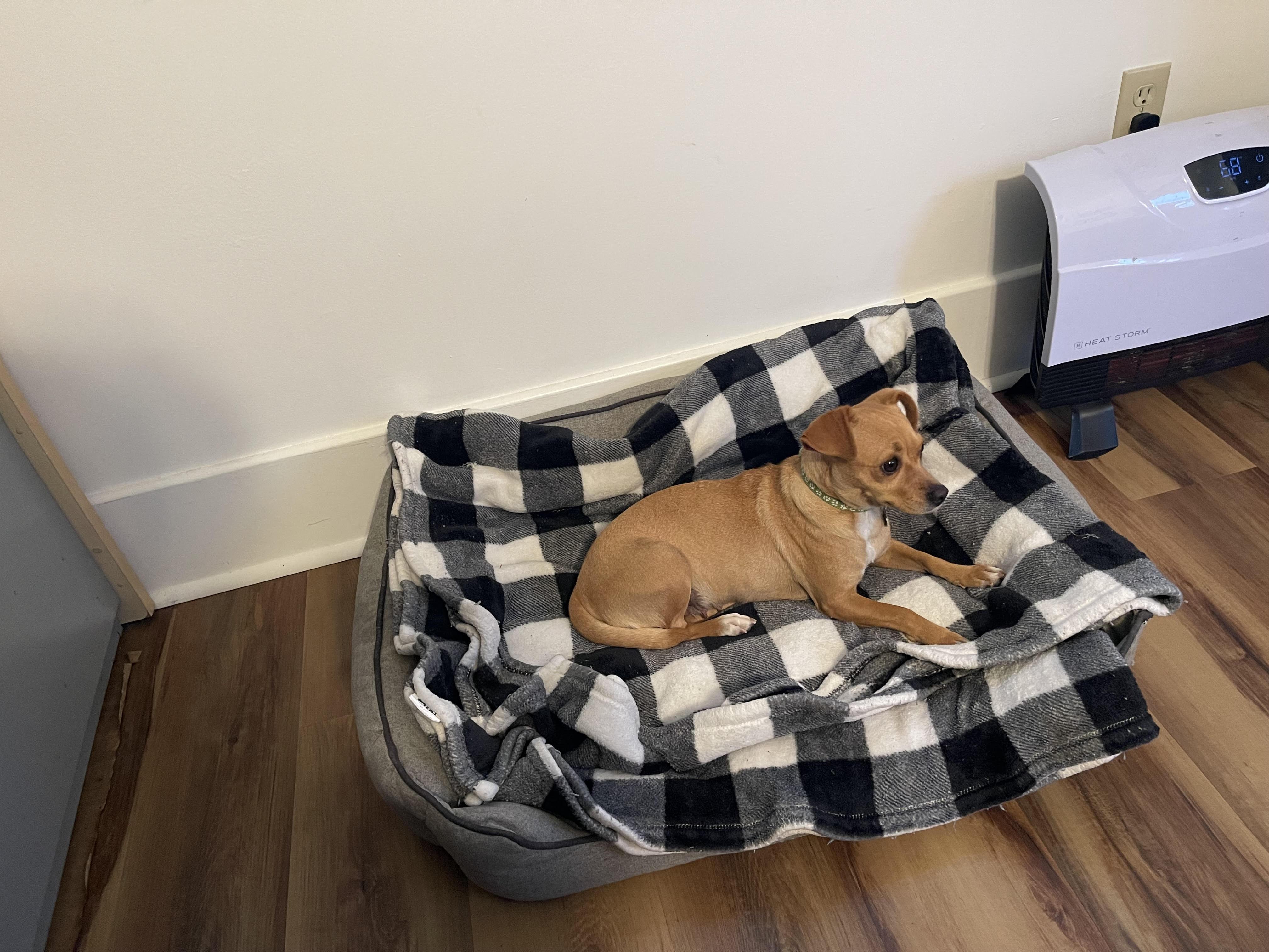 Enlarge Tamara, an adopted mixed breed in Santa Rosa, CA image 4/6