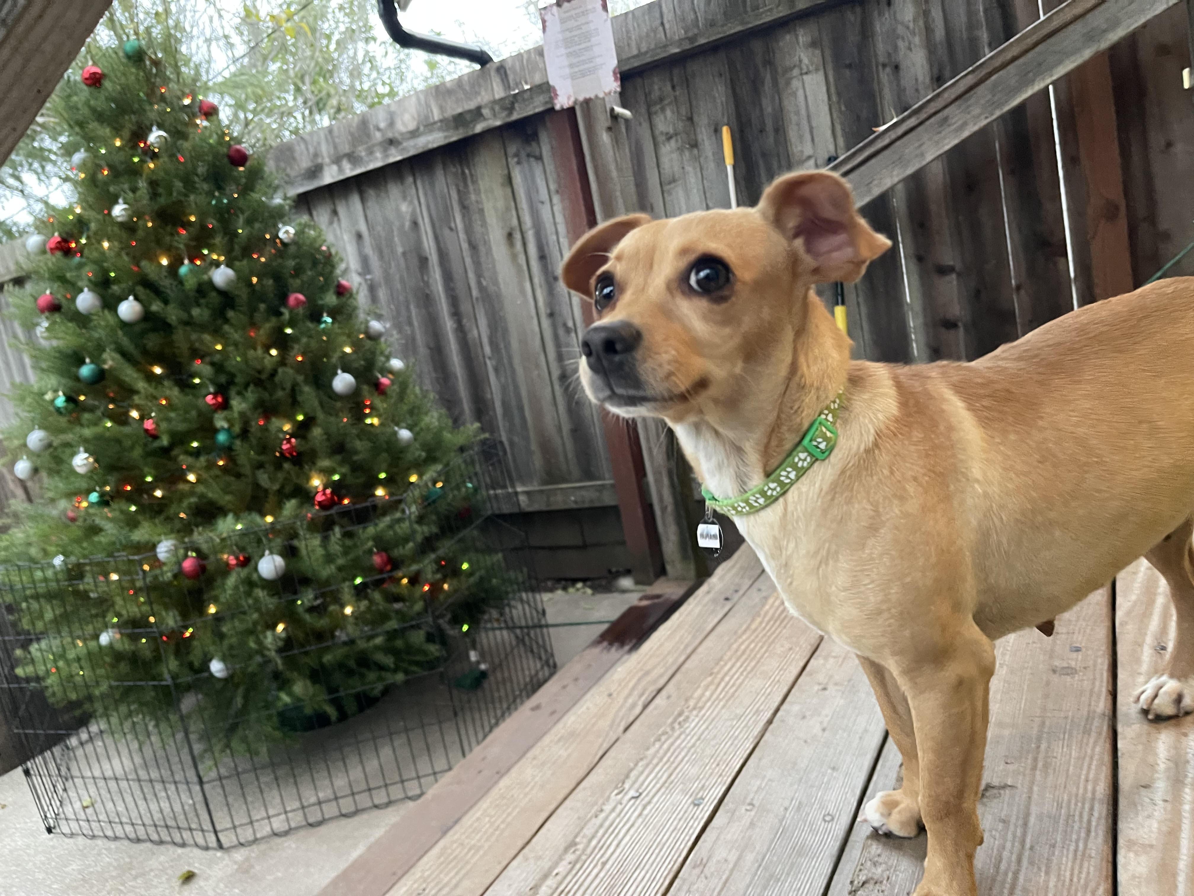 Enlarge Tamara, an adopted mixed breed in Santa Rosa, CA image 5/6