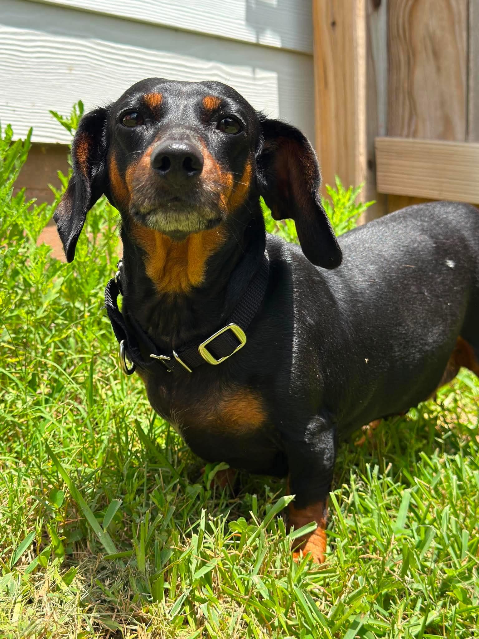 Enlarge Penelope, an adopted Dachshund in Yonkers, NY image 4/5