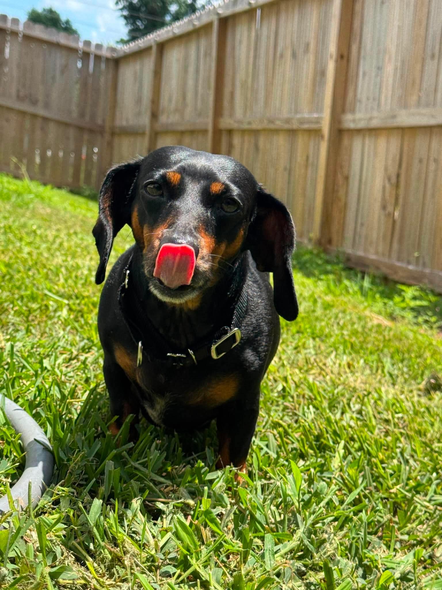 Enlarge Penelope, an adopted Dachshund in Yonkers, NY image 2/5