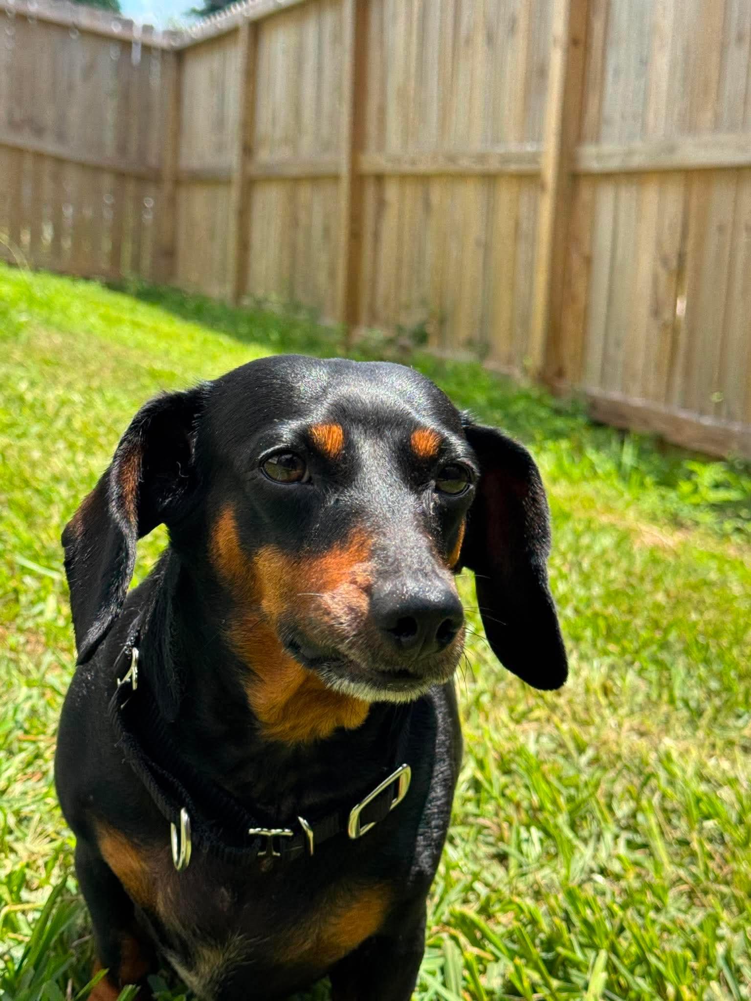 Enlarge Penelope, an adopted Dachshund in Yonkers, NY image 3/5
