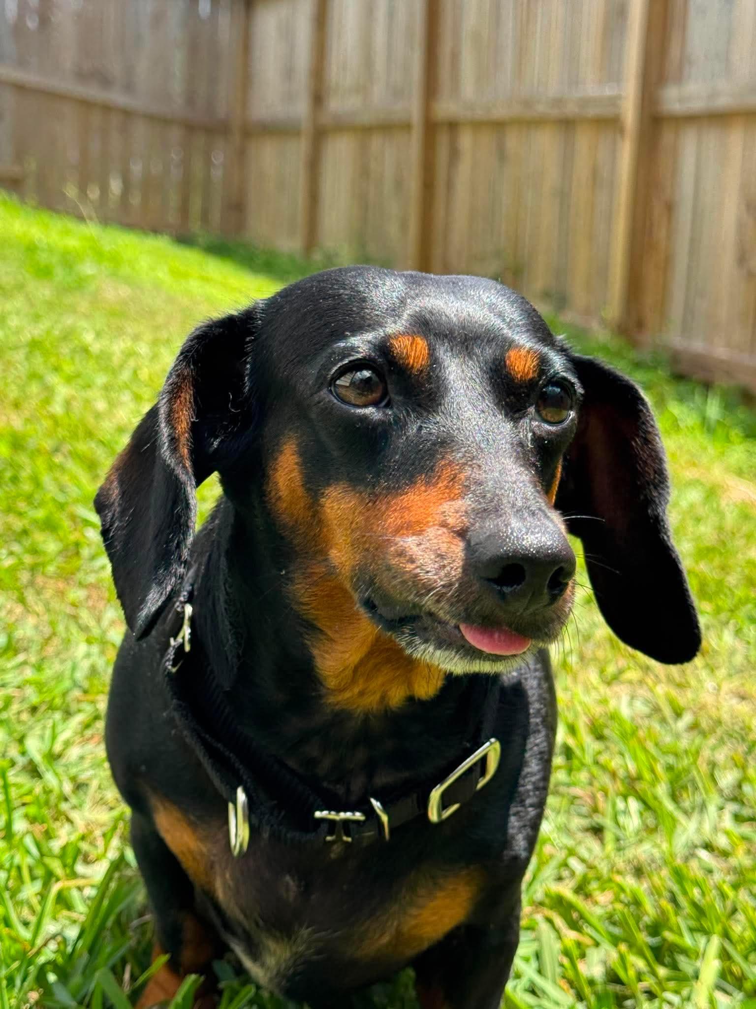 Enlarge Penelope, an adopted Dachshund in Yonkers, NY image 5/5