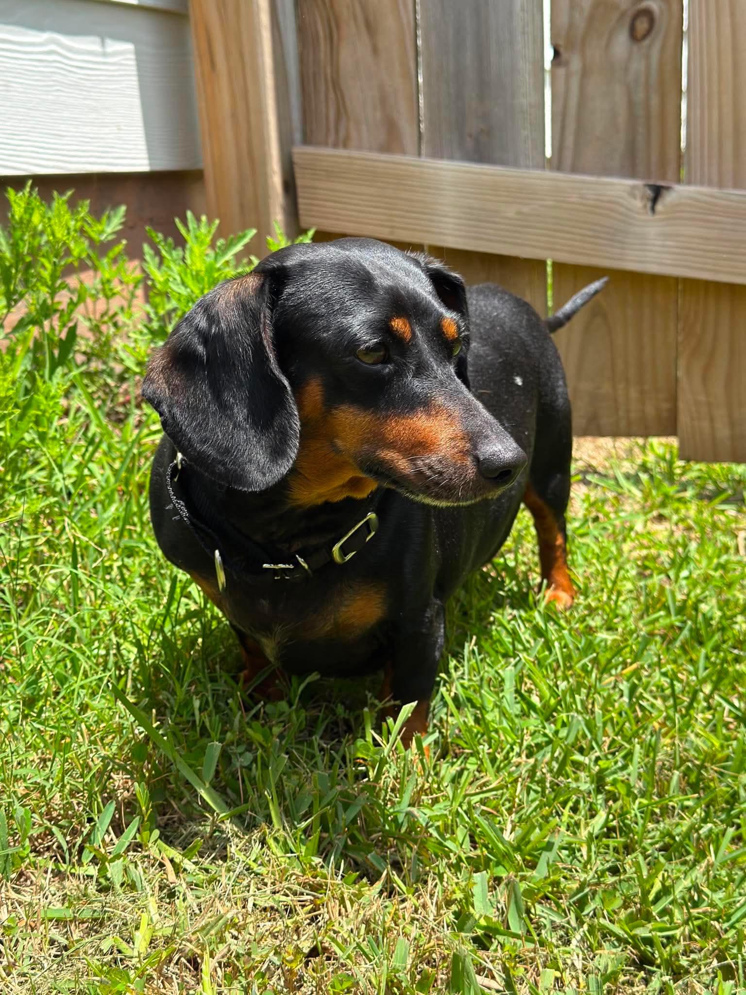 Penelope, adopted, Adult Female Dachshund.