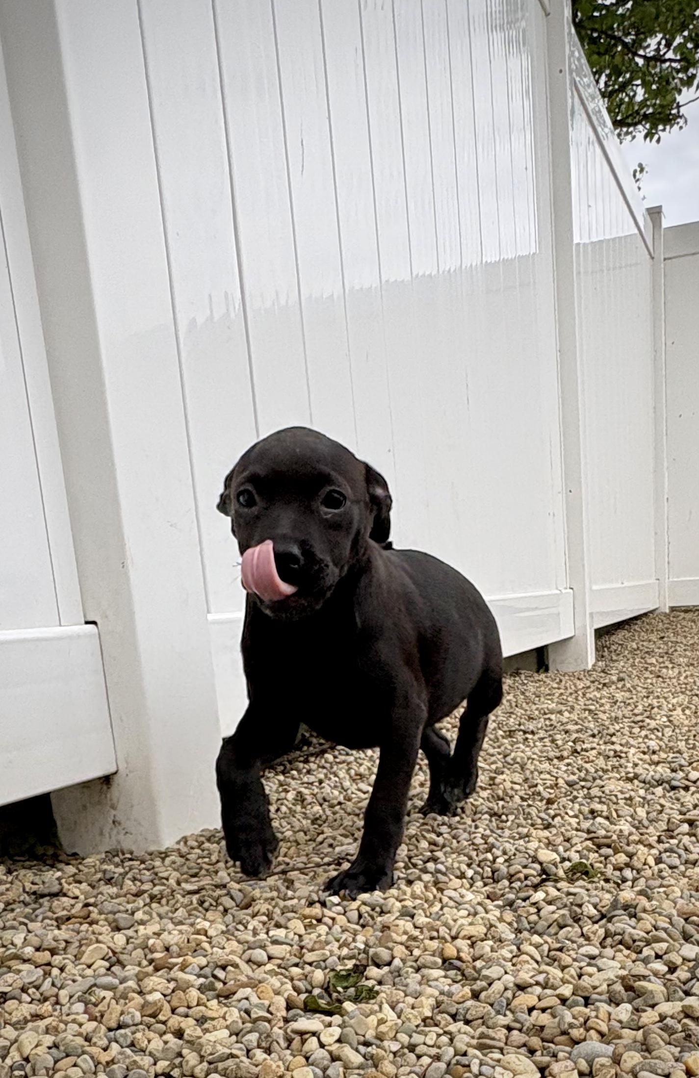 Enlarge Carabella - In Foster, a Adoptable mixed breed in Kalamazoo, MI image 2/6