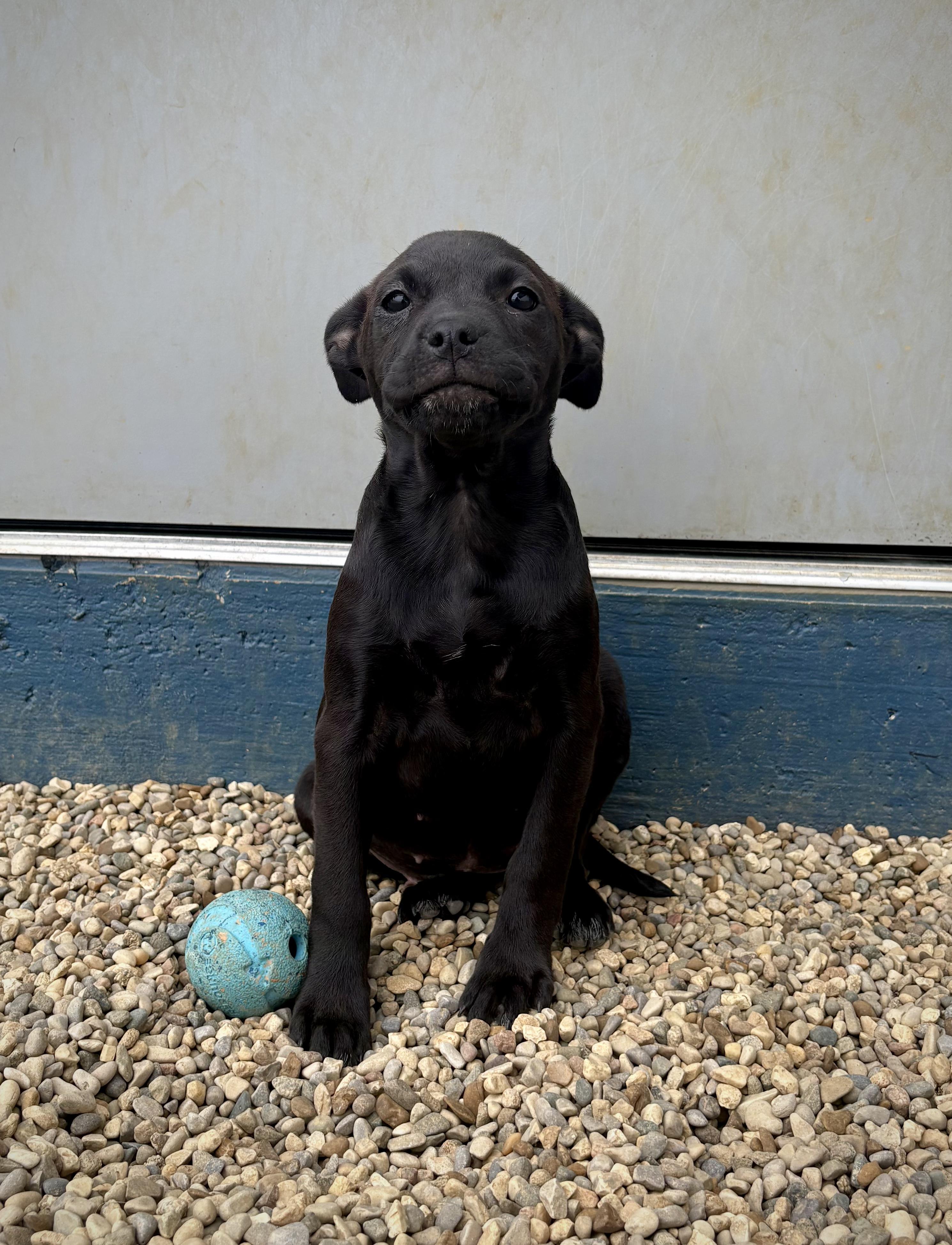 Enlarge Carabella - In Foster, a Adoptable mixed breed in Kalamazoo, MI image 4/6