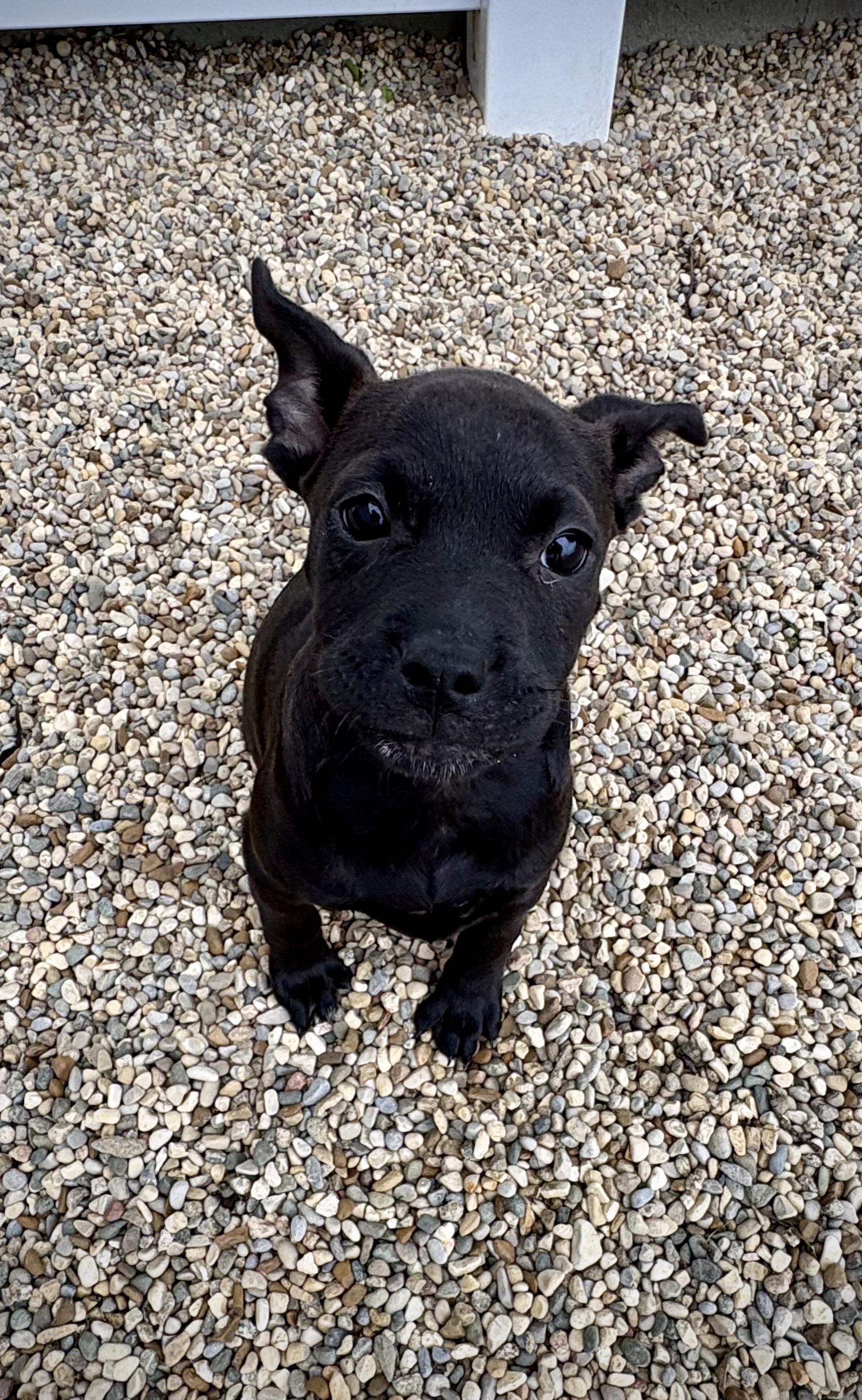 Enlarge Carabella - In Foster, a Adoptable mixed breed in Kalamazoo, MI image 6/6