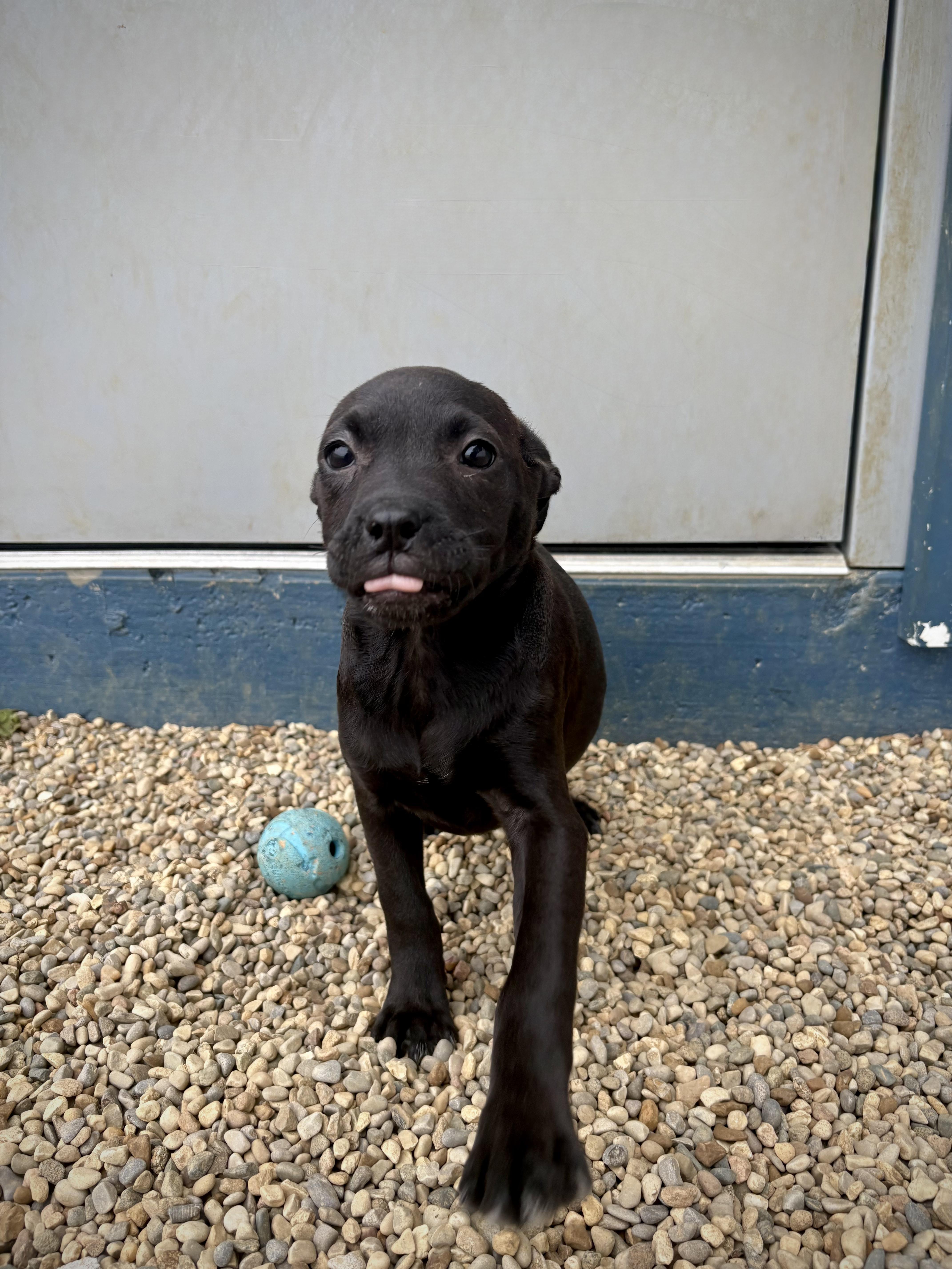 Enlarge Carabella - In Foster, a Adoptable mixed breed in Kalamazoo, MI image 5/6