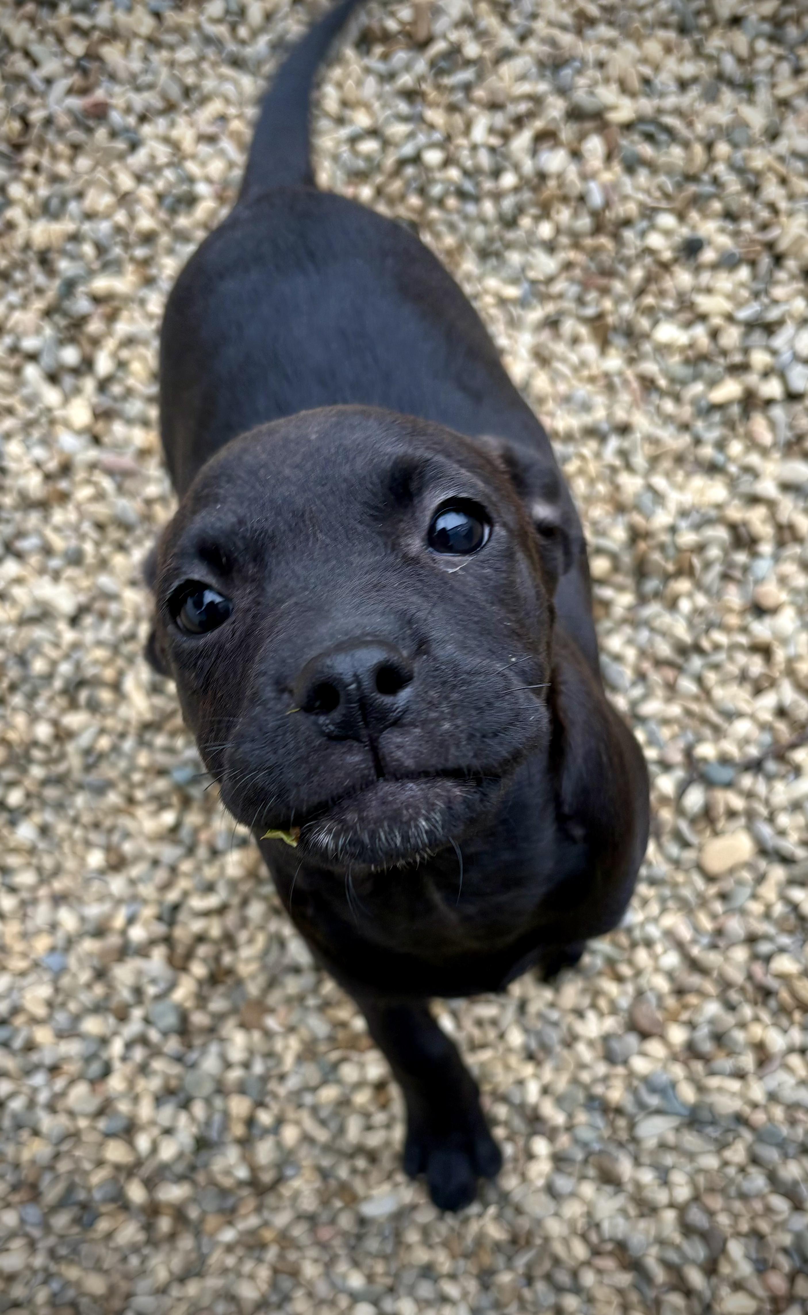 Enlarge Carabella - In Foster, a Adoptable mixed breed in Kalamazoo, MI image 3/6