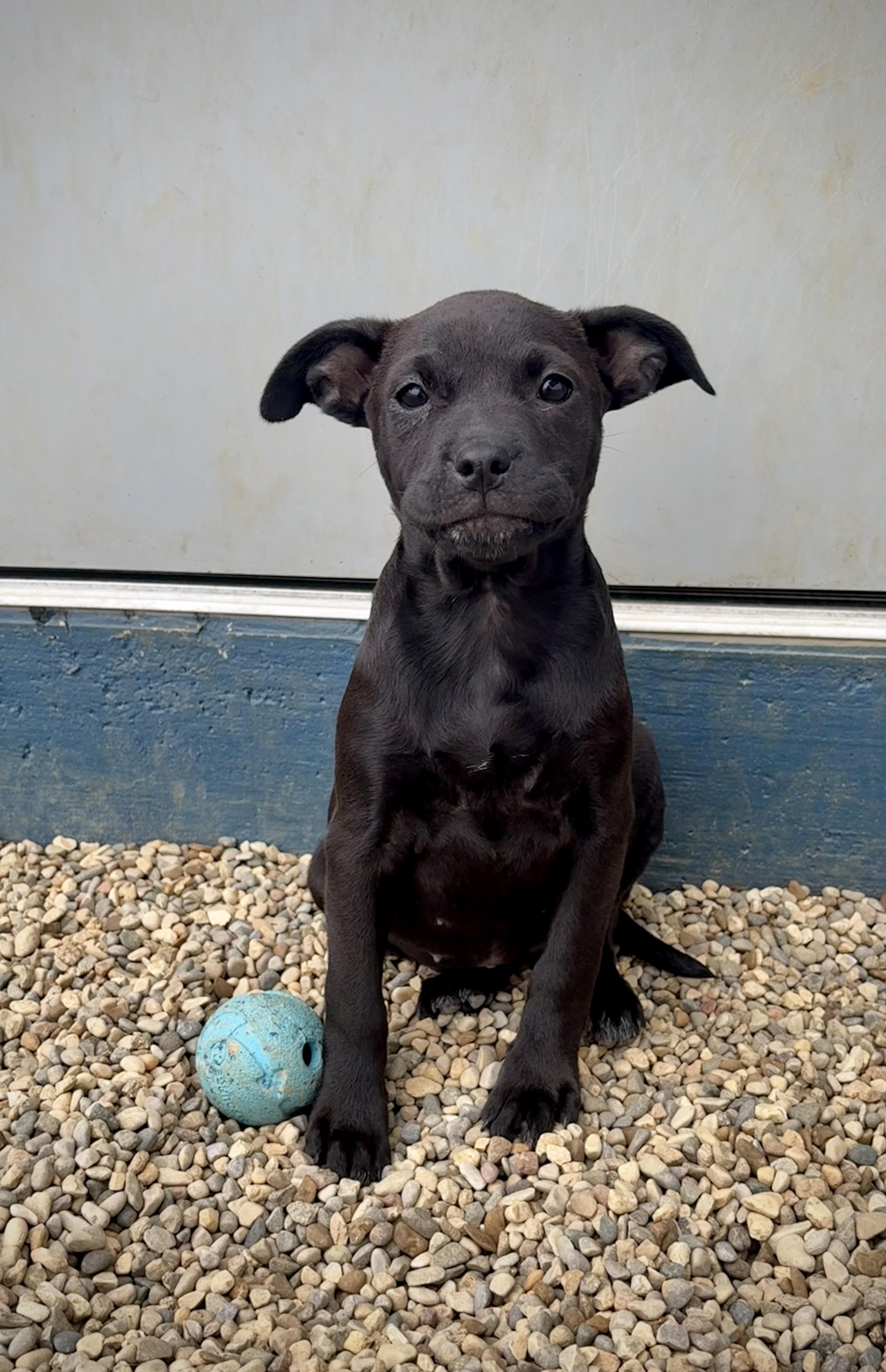 Enlarge Carabella - In Foster, a Adoptable mixed breed in Kalamazoo, MI image 1/6