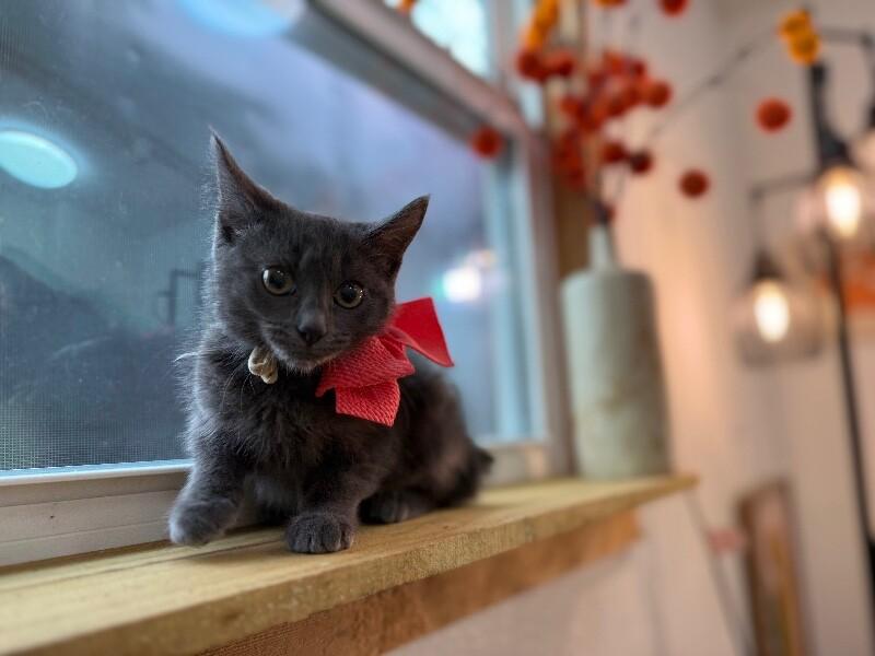 Nebula Guardians — thumbnail 2