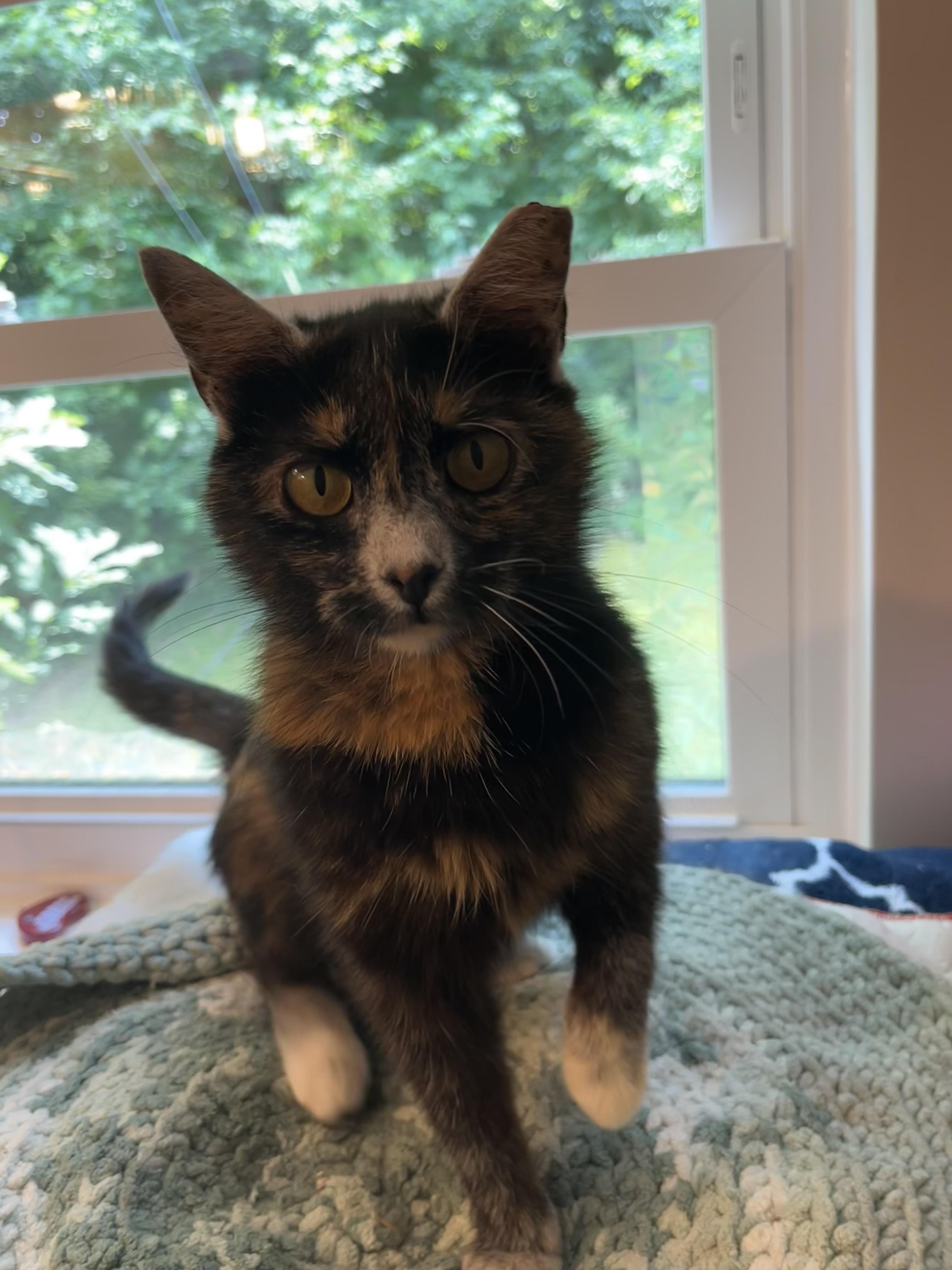 Enlarge Lupa, a Adoptable mixed breed in Chattanooga, TN image 5/6