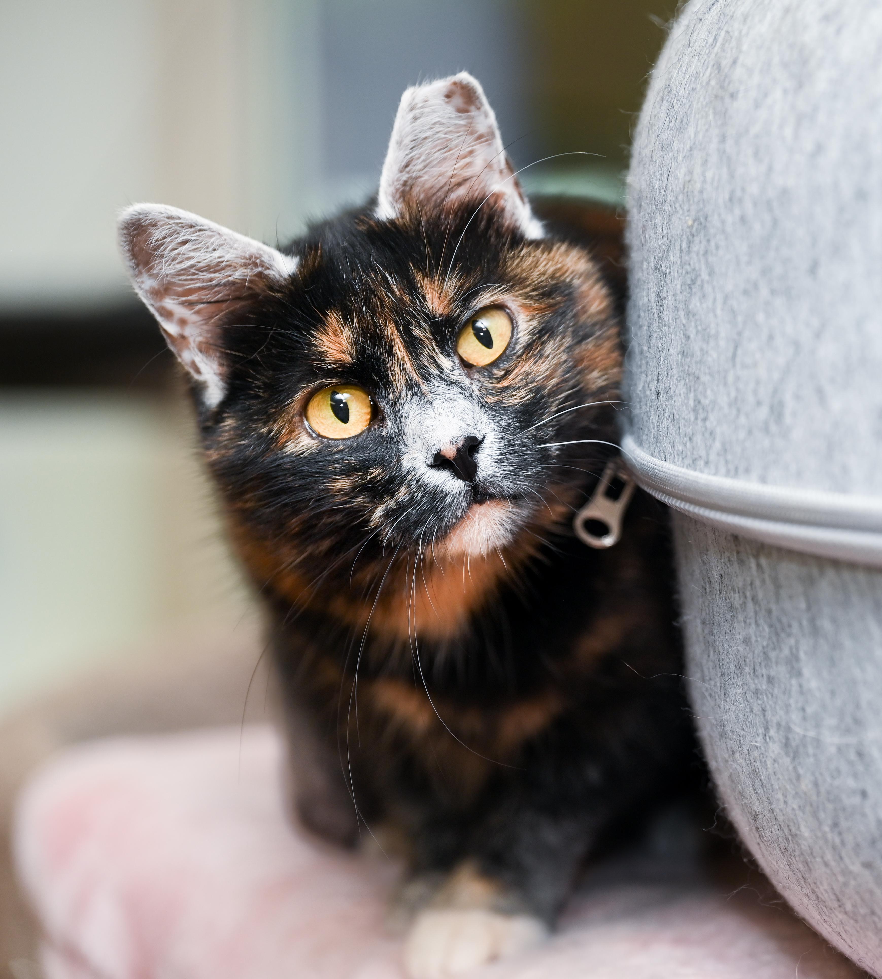 Enlarge Lupa, a Adoptable mixed breed in Chattanooga, TN image 1/6