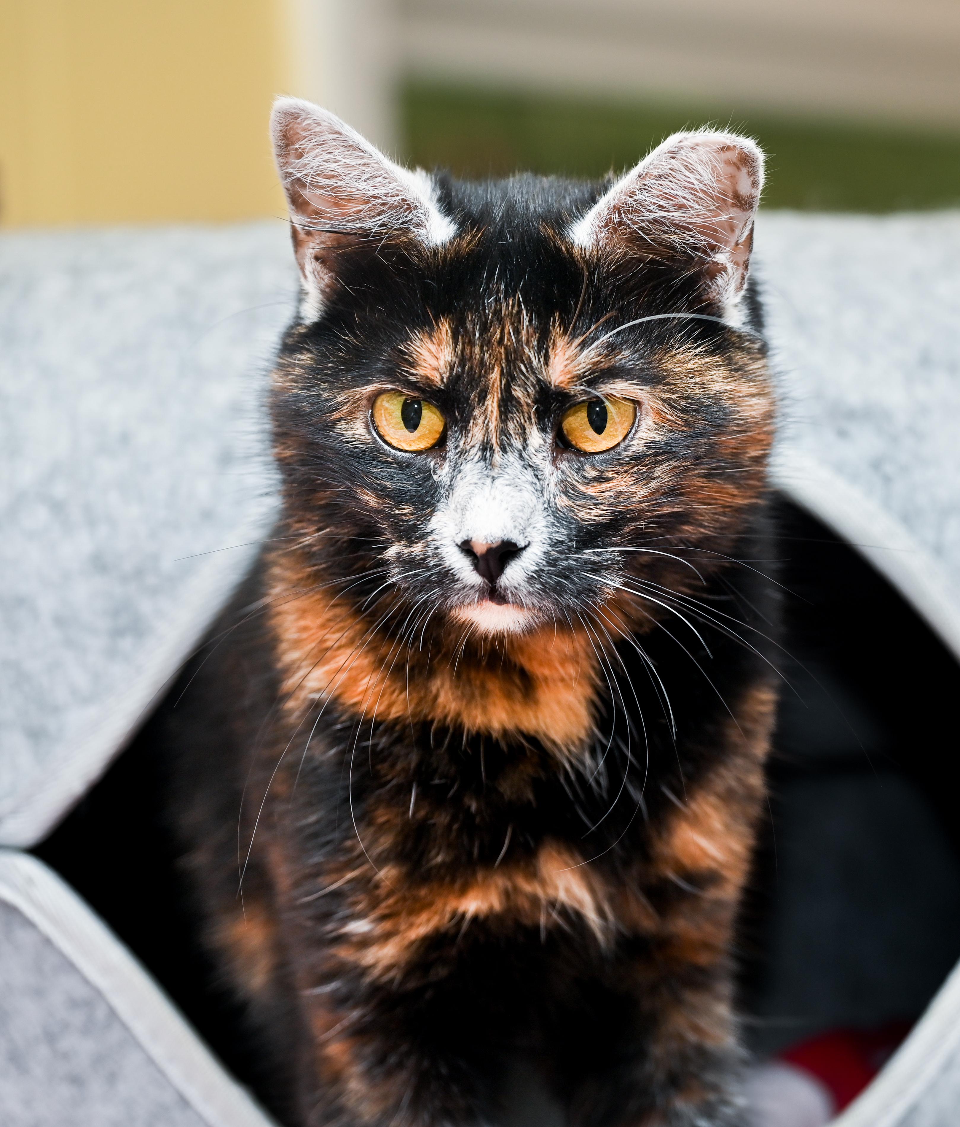 Enlarge Lupa, a Adoptable mixed breed in Chattanooga, TN image 2/6