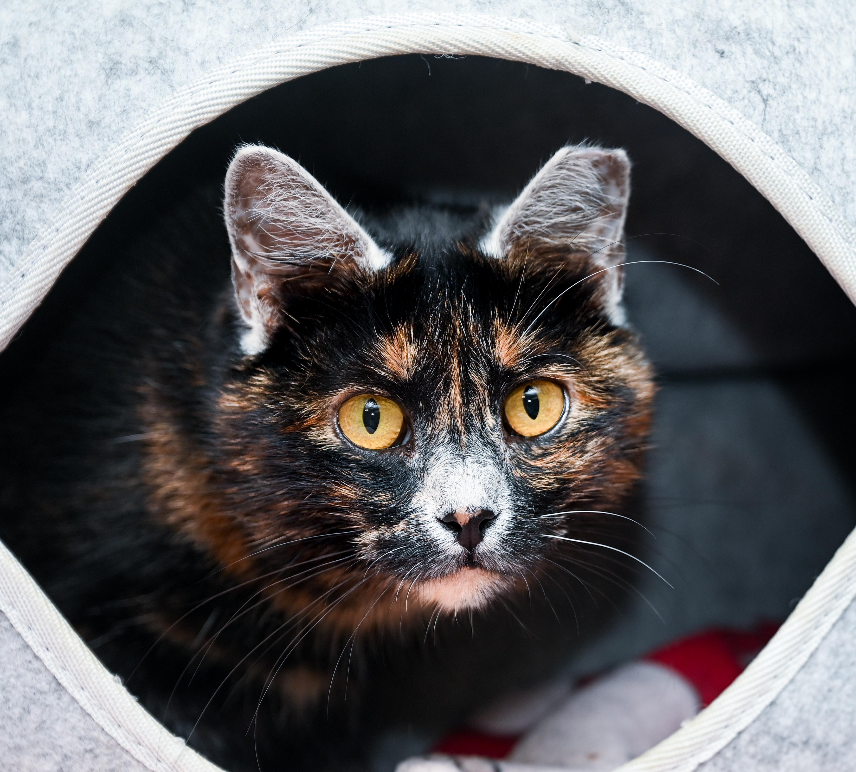 Enlarge Lupa, a Adoptable mixed breed in Chattanooga, TN image 3/6