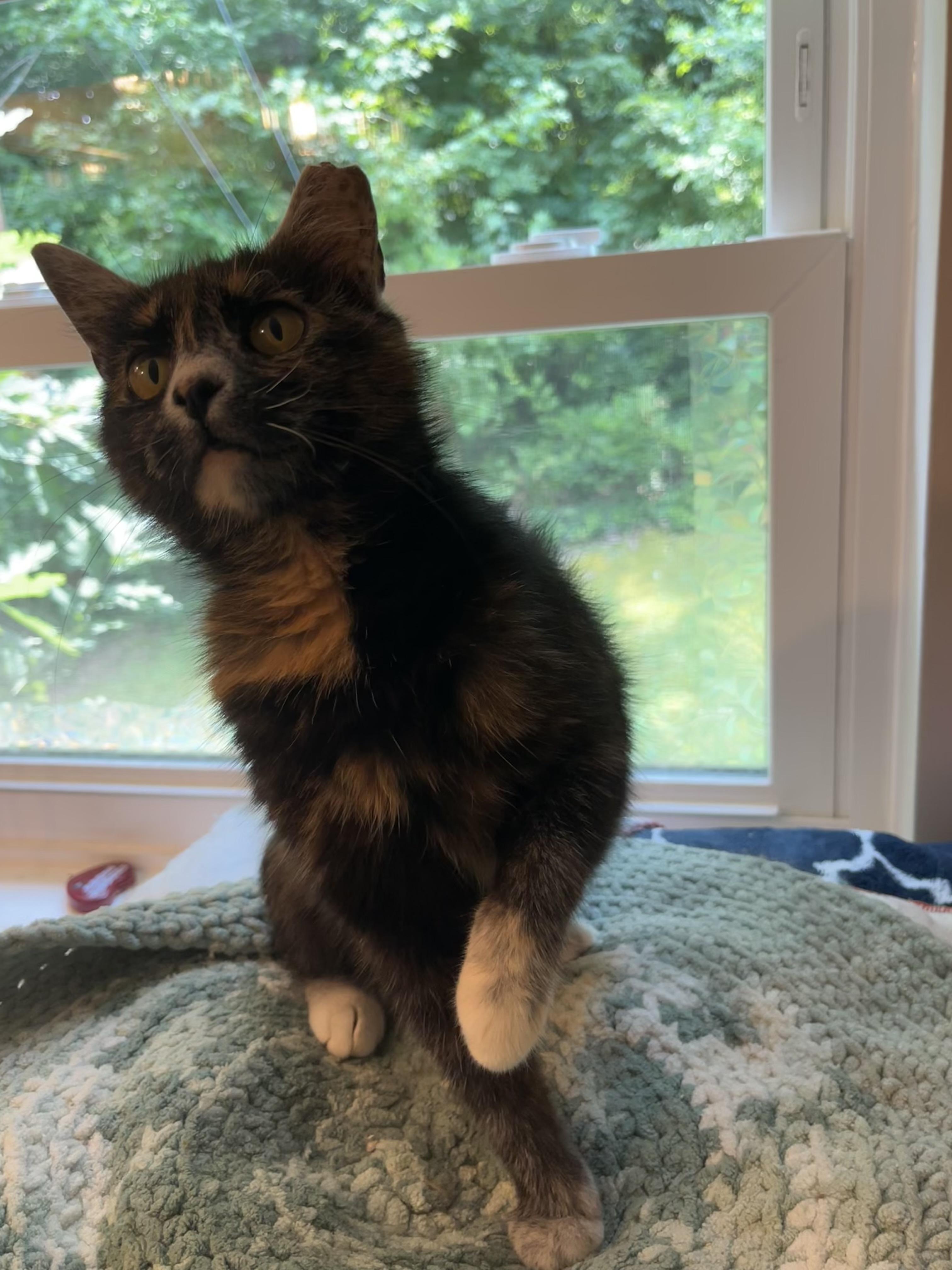 Enlarge Lupa, a Adoptable mixed breed in Chattanooga, TN image 6/6