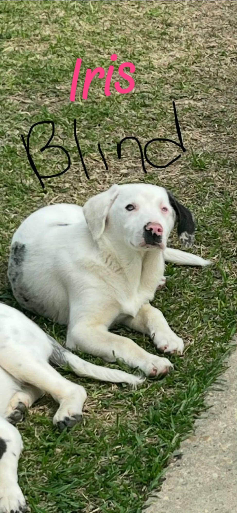 Enlarge Iris blind female, a Adoptable mixed breed in Eatontown, NJ image 1/2