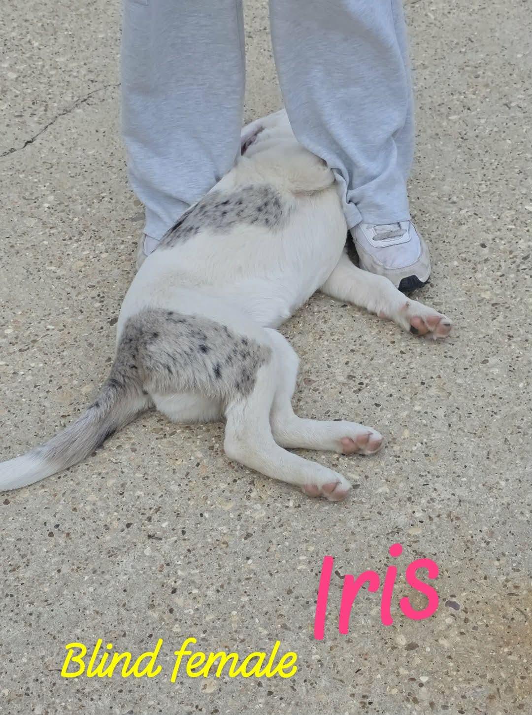 Enlarge Iris blind female, a Adoptable mixed breed in Eatontown, NJ image 2/2