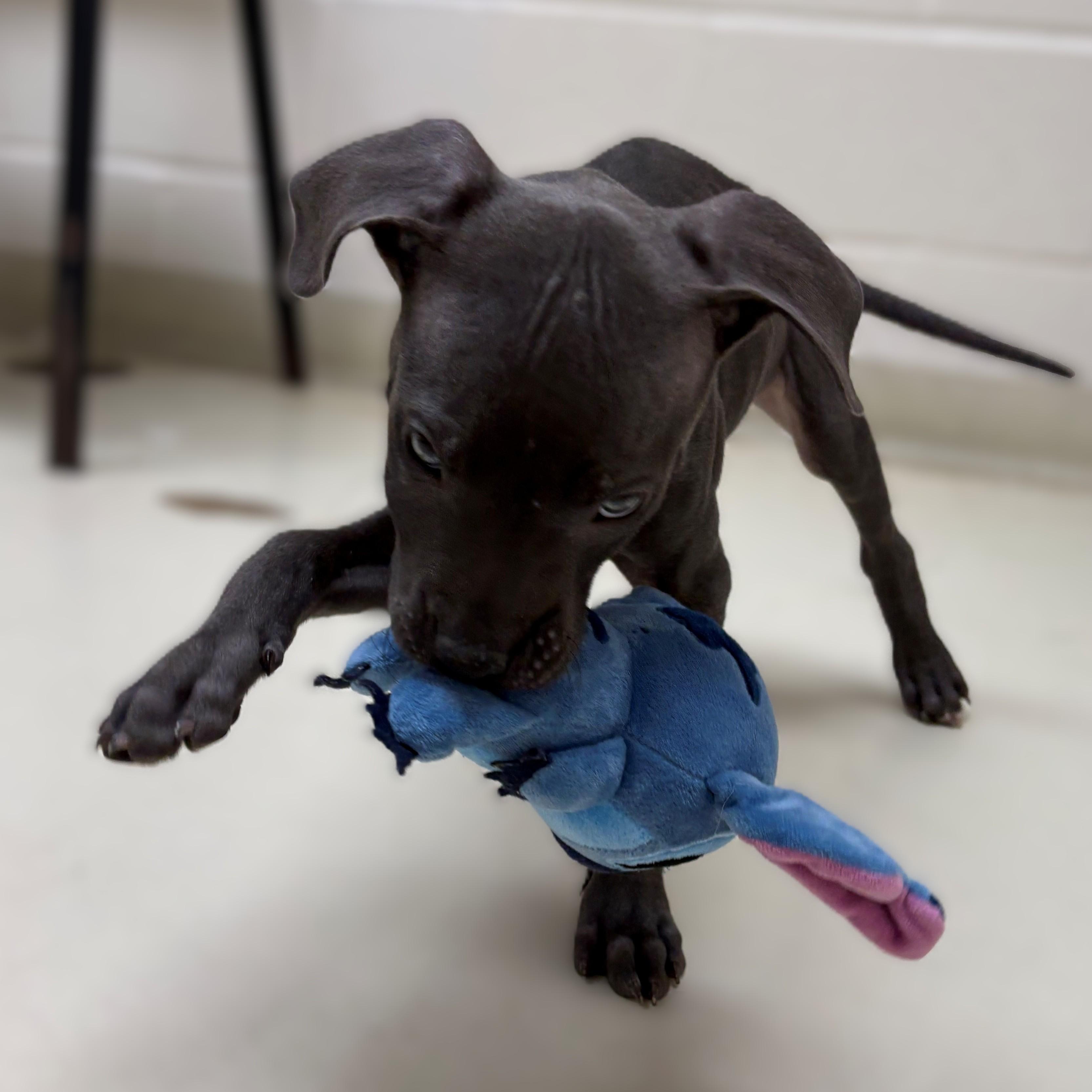 Enlarge Slater- #50751, a ADOPTABLE Pit Bull Terrier in Columbia, MD image 3/3