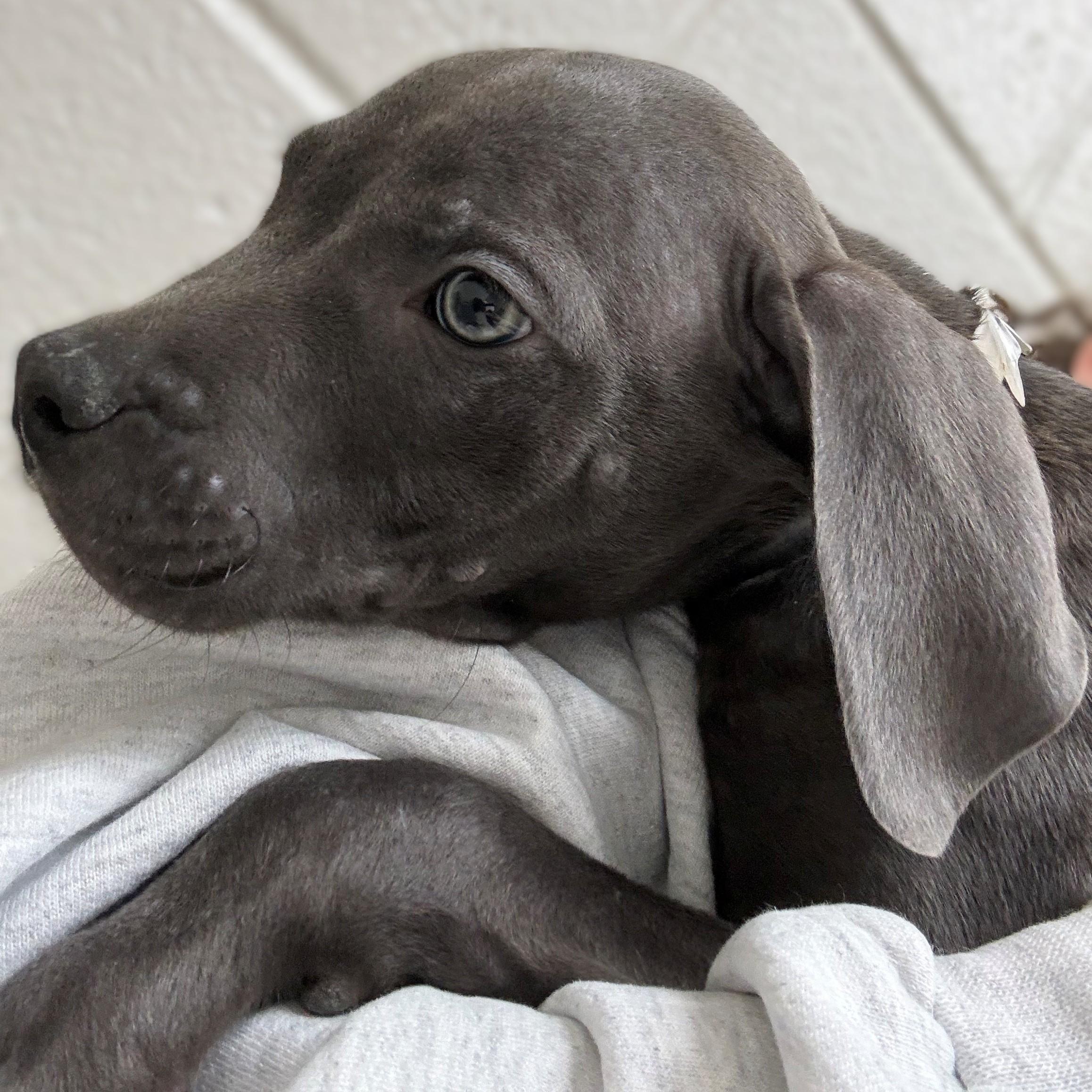 Enlarge Slater- #50751, a ADOPTABLE Pit Bull Terrier in Columbia, MD image 2/3
