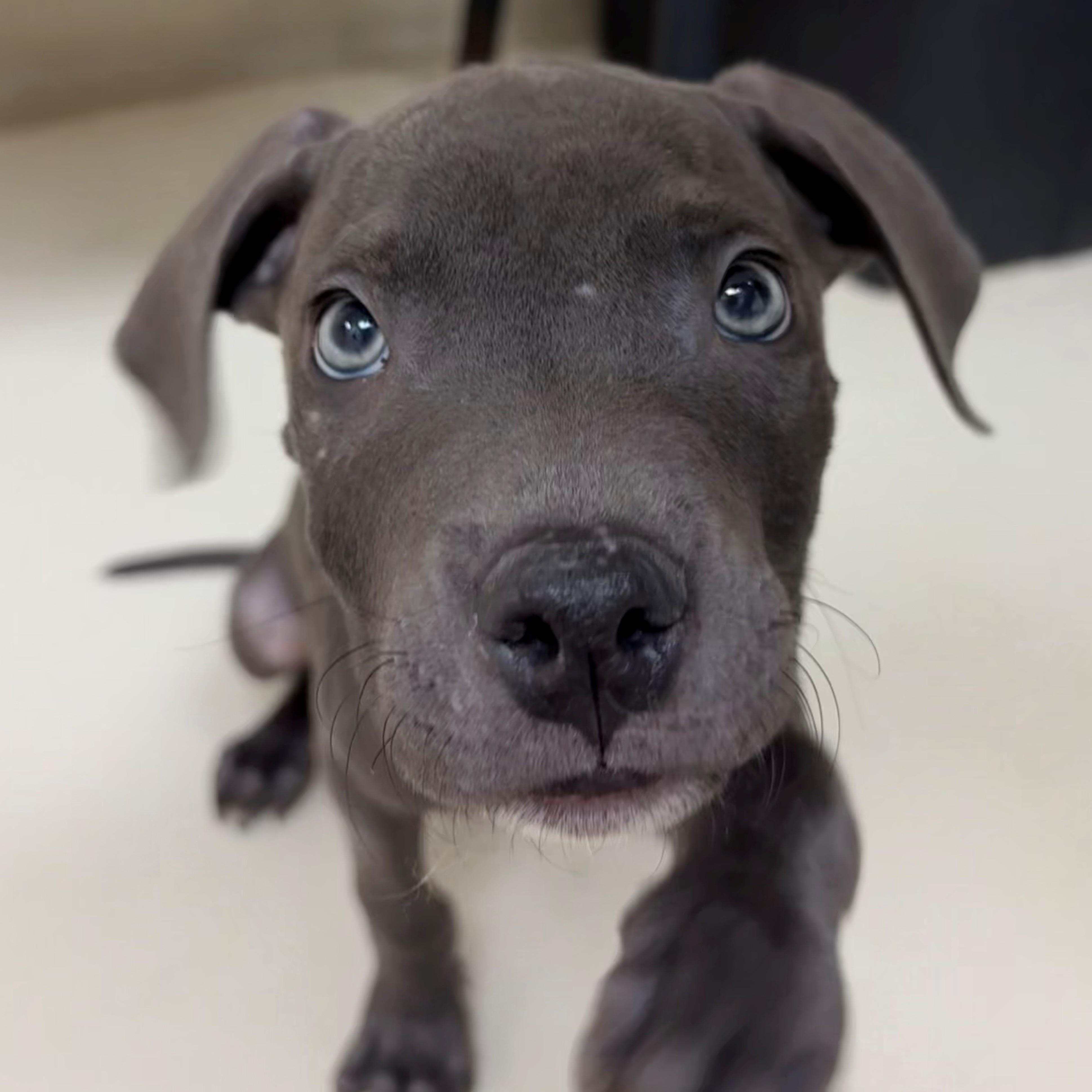 Enlarge Slater- #50751, a ADOPTABLE Pit Bull Terrier in Columbia, MD image 1/3