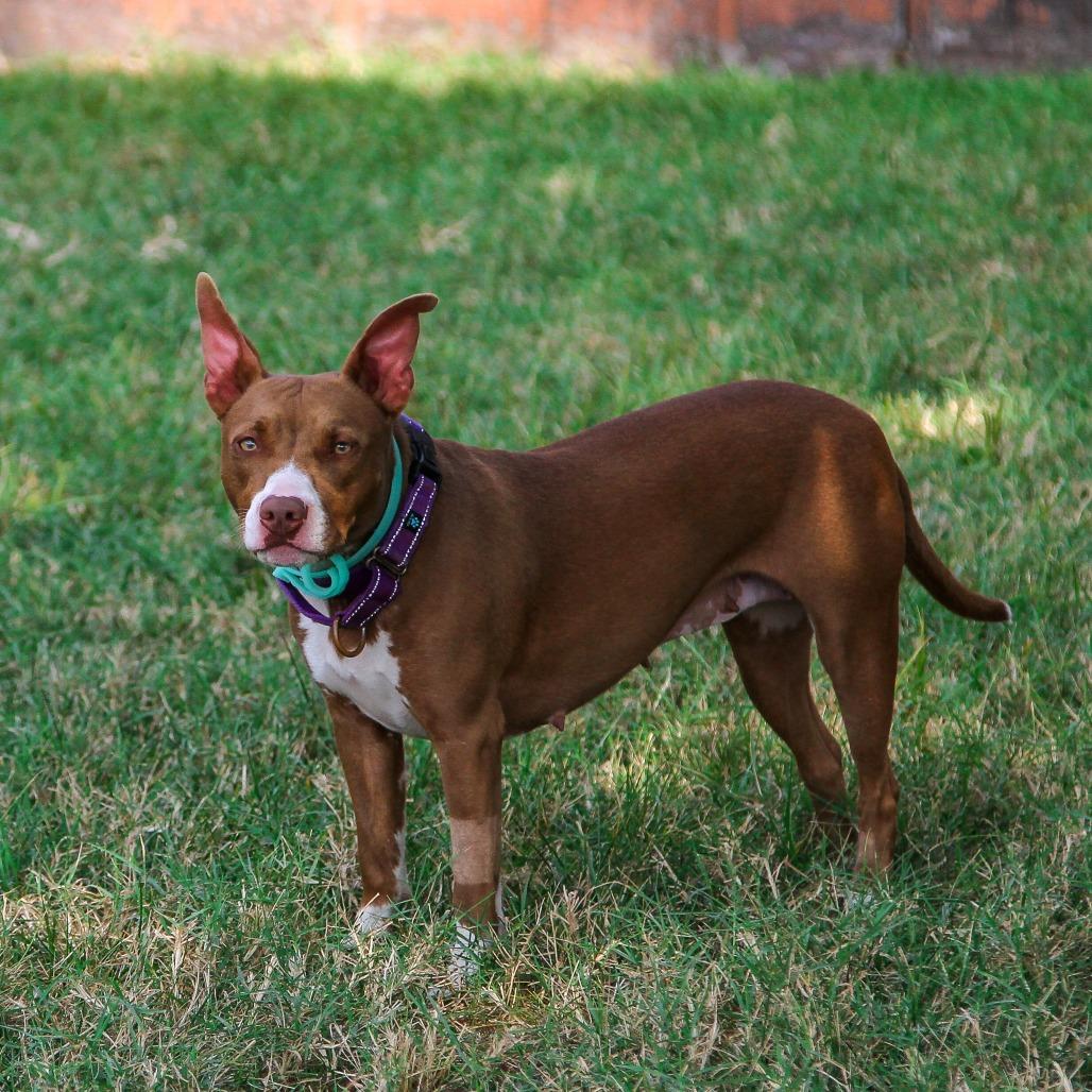 Wendy, a Adoptable Mixed Breed in Columbia, MO image 1/6