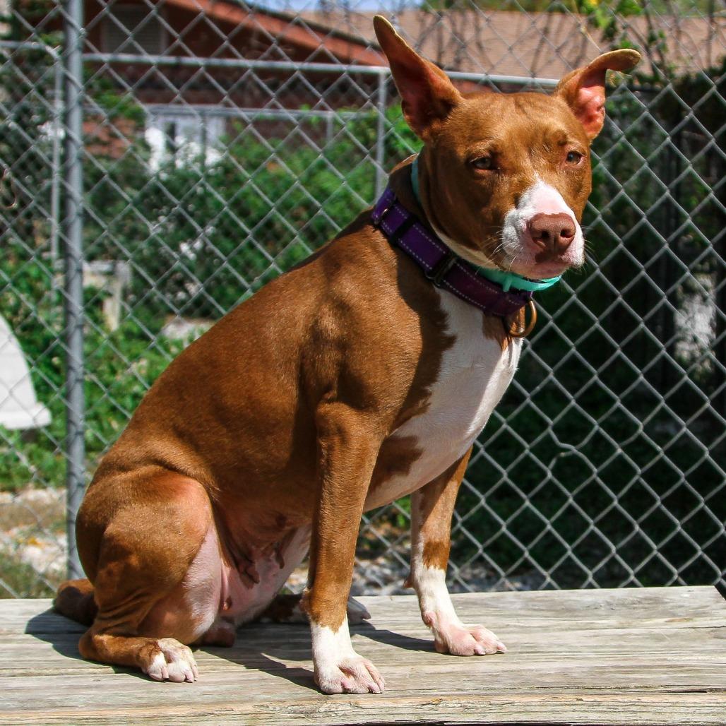 Wendy, Adoptable, Adult Female Mixed Breed.