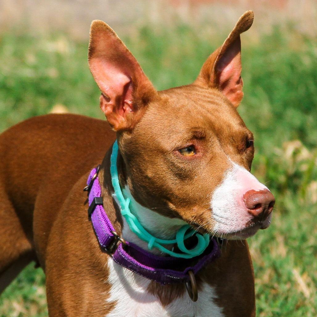 Enlarge Wendy, a Adoptable Mixed Breed in Columbia, MO image 2/6