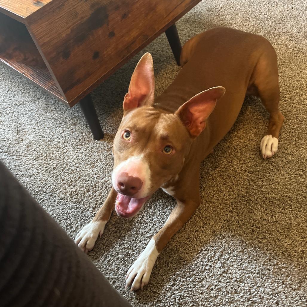 Enlarge Wendy, a Adoptable Mixed Breed in Columbia, MO image 3/6