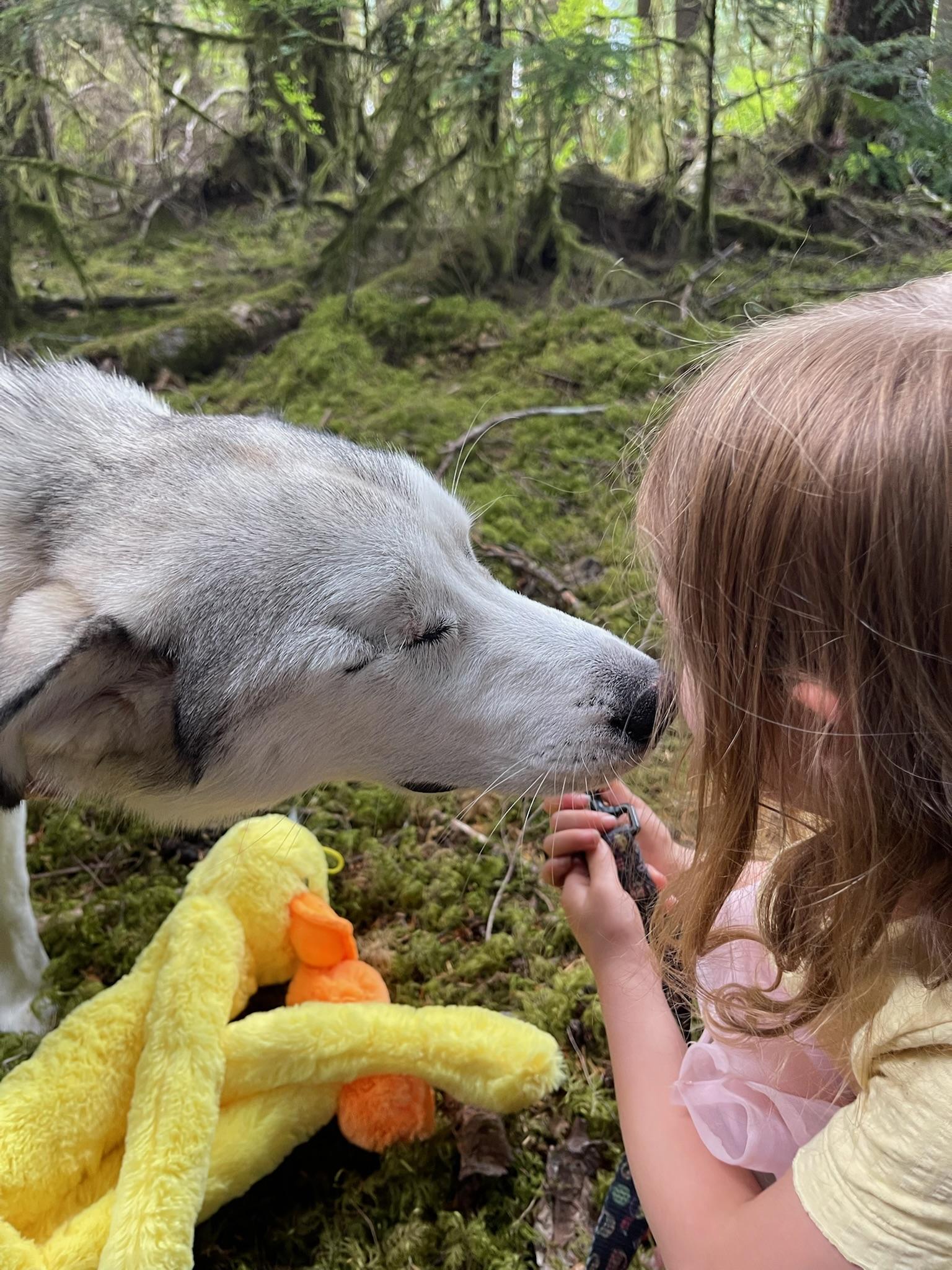 Enlarge Strawberry - sweet, gentle and affectionate, a Adopted Husky in Weston, MA image 5/5