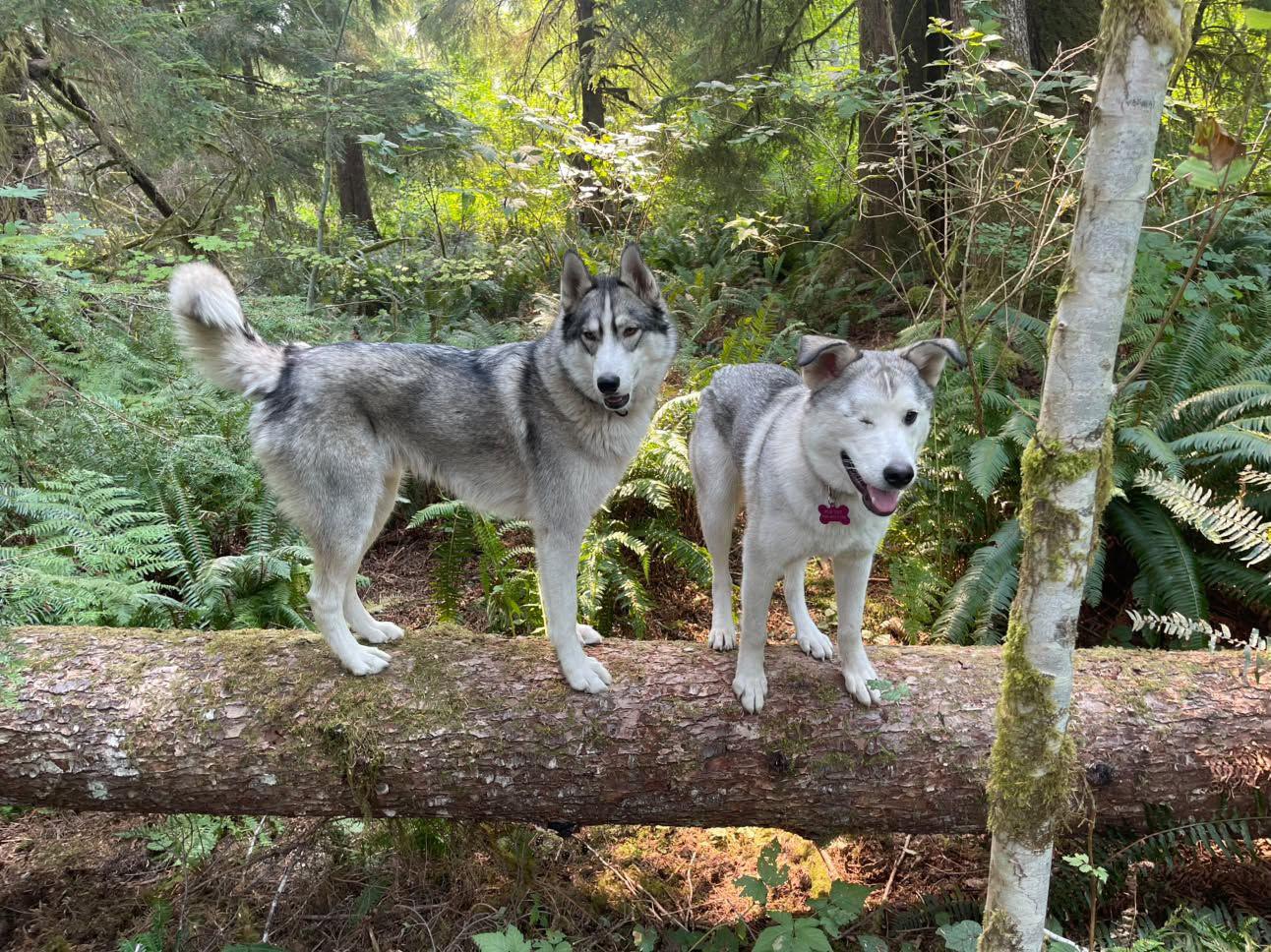 Enlarge Strawberry - sweet, gentle and affectionate, a Adopted Husky in Weston, MA image 4/5