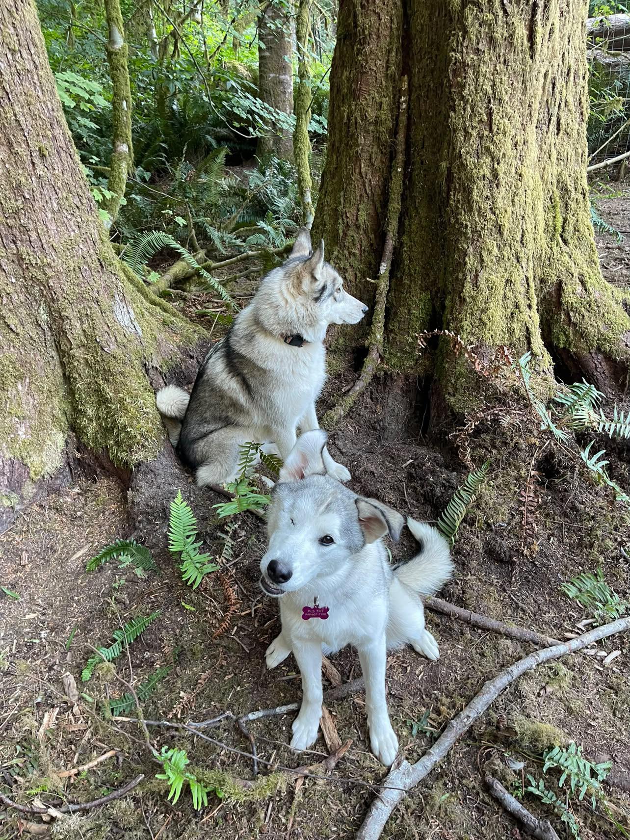 Enlarge Strawberry - sweet, gentle and affectionate, a Adopted Husky in Weston, MA image 3/5