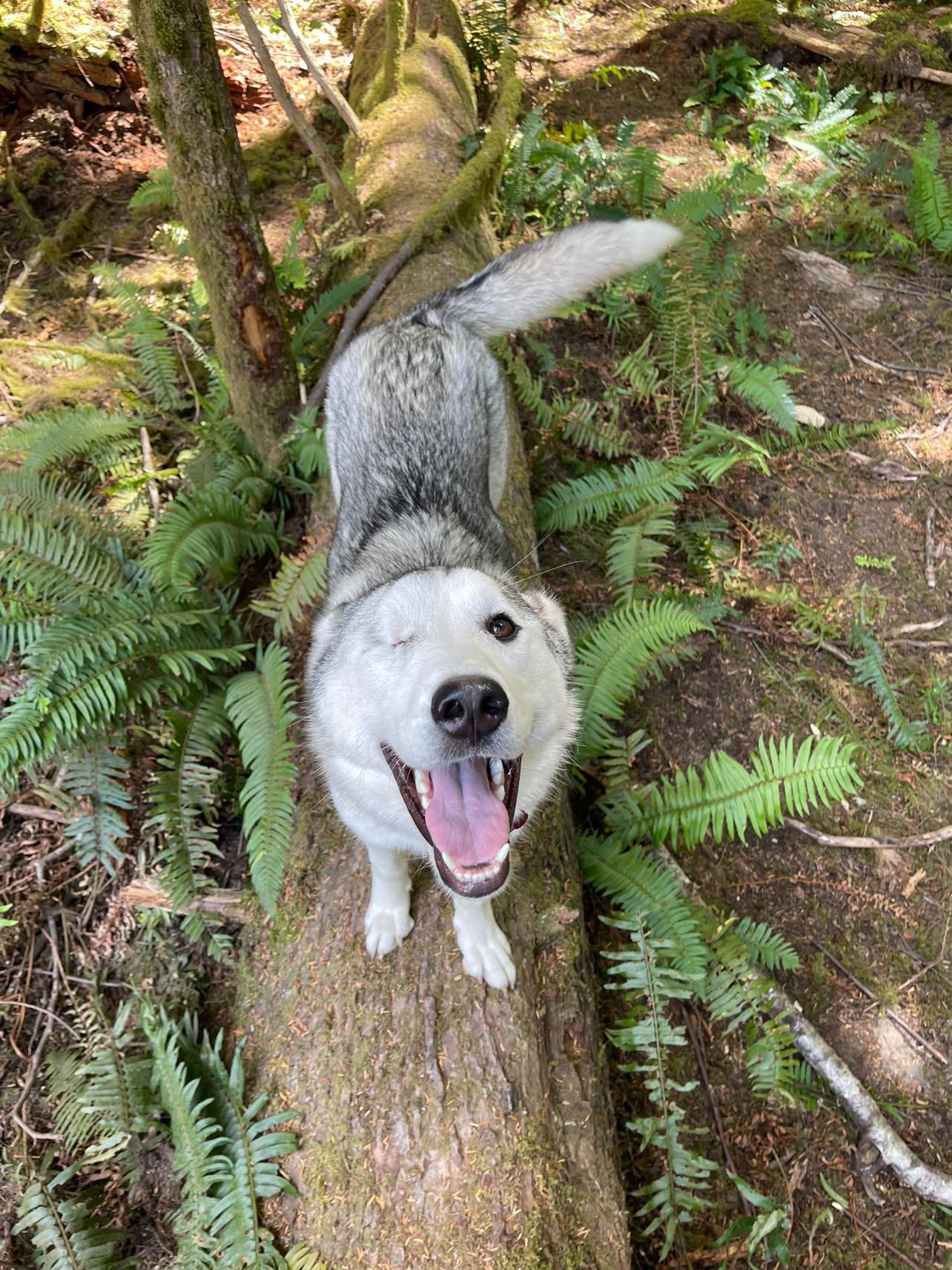 Enlarge Strawberry - sweet, gentle and affectionate, a Adopted Husky in Weston, MA image 2/5