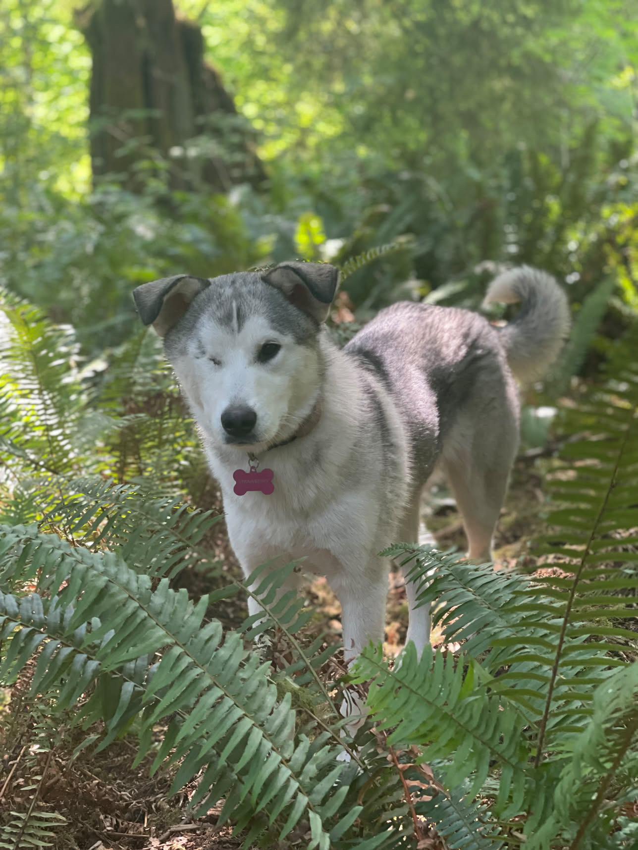 Strawberry - sweet, gentle and affectionate, Adopted, Young Female Husky.